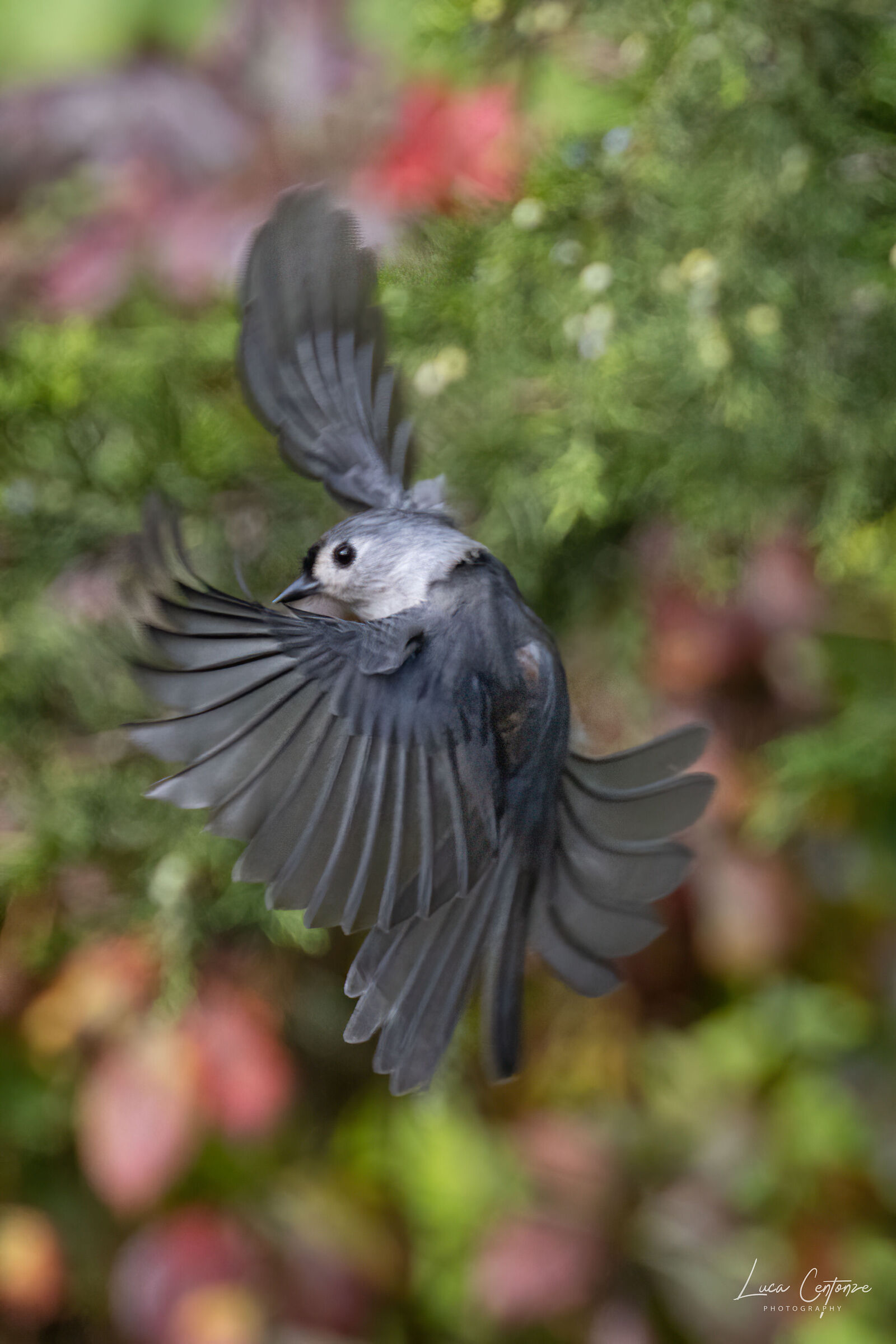 Tufted Titmouse
