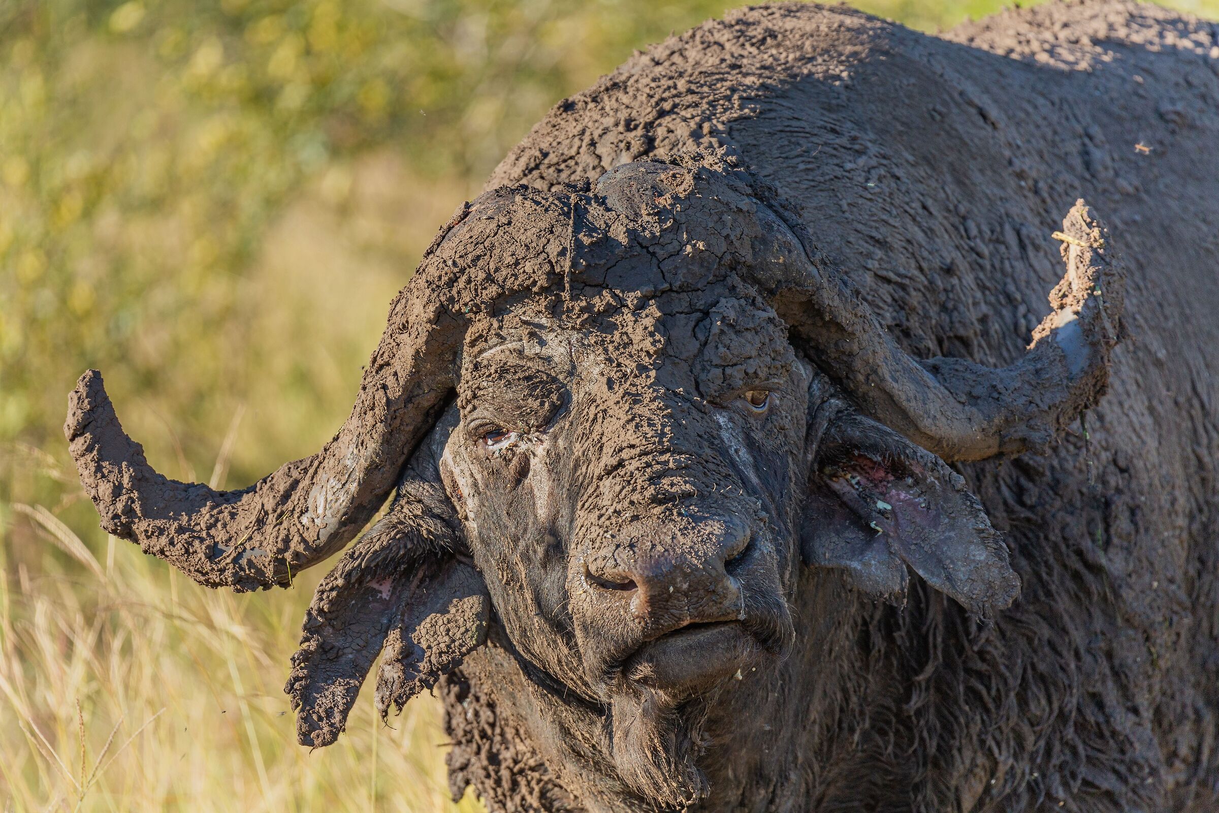 Una maschera di fango