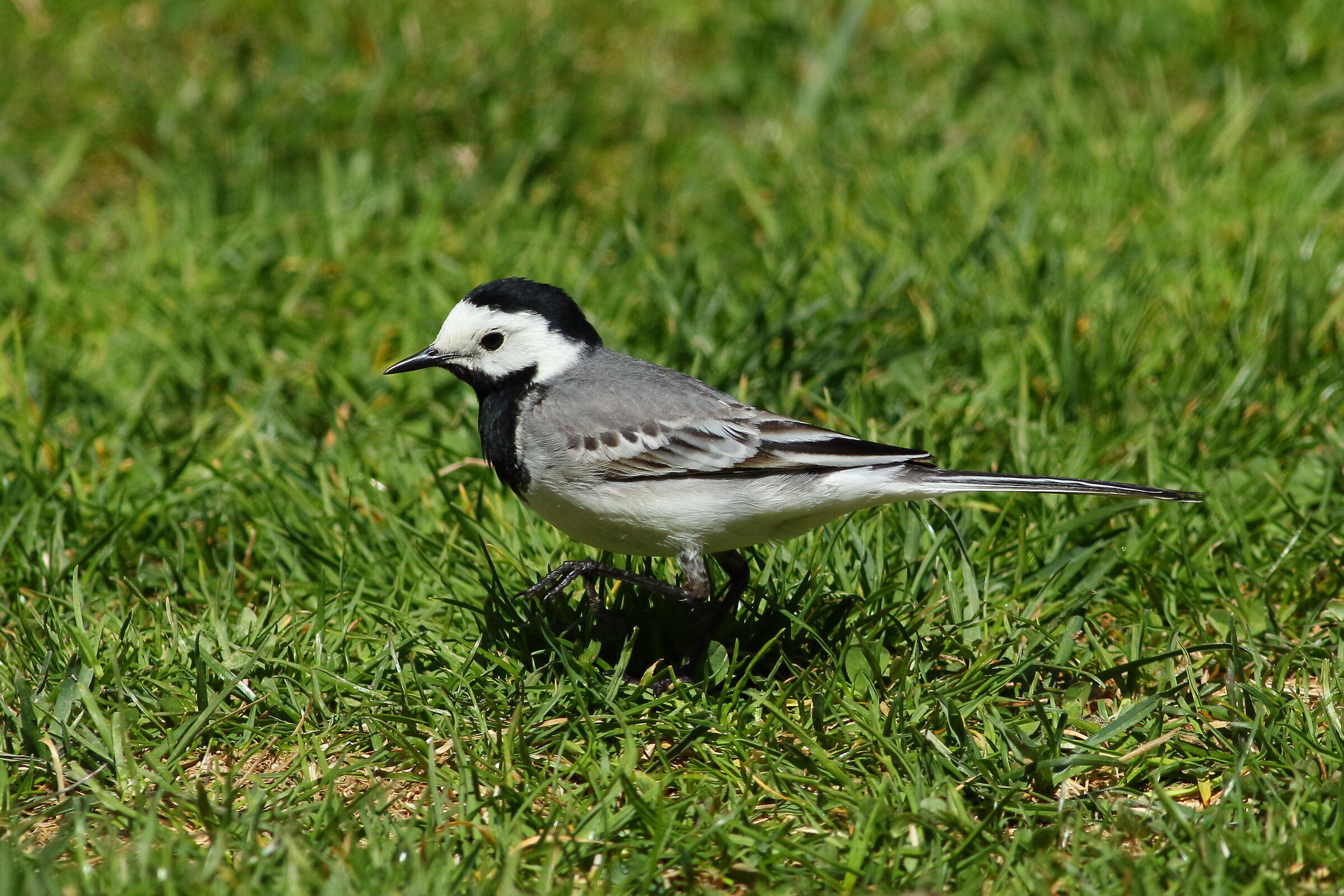 white wagtail