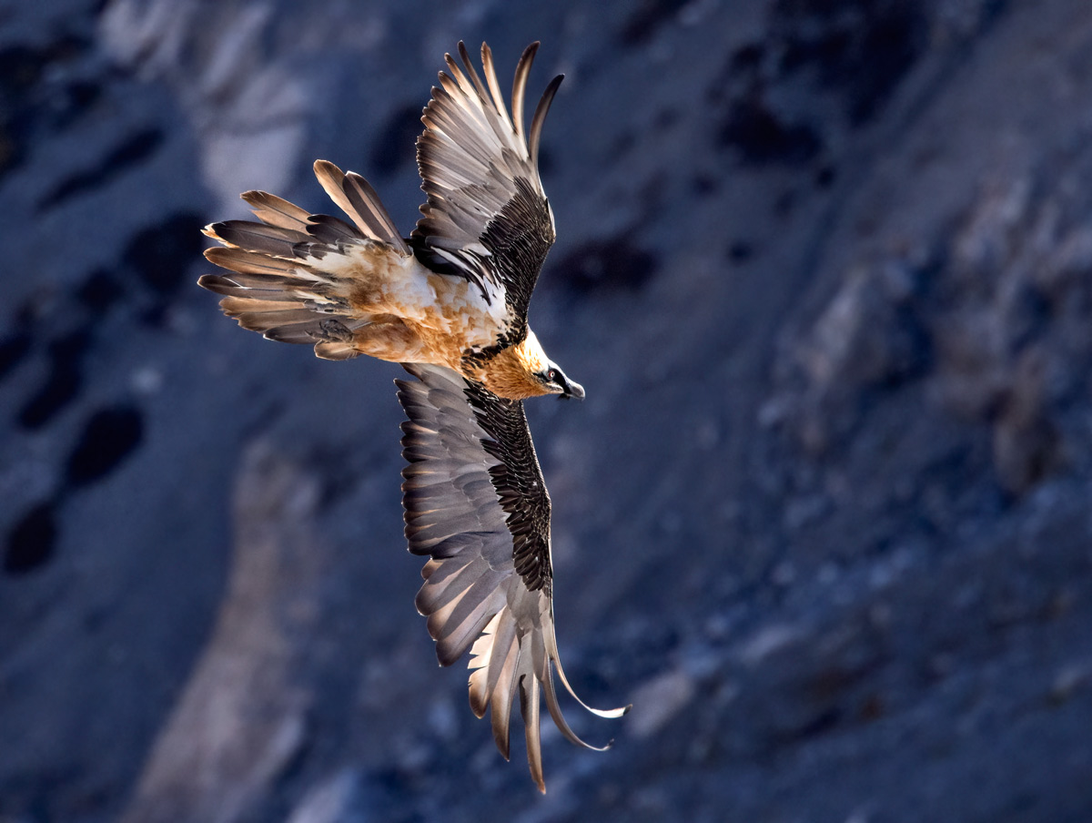 Bearded Vulture2021