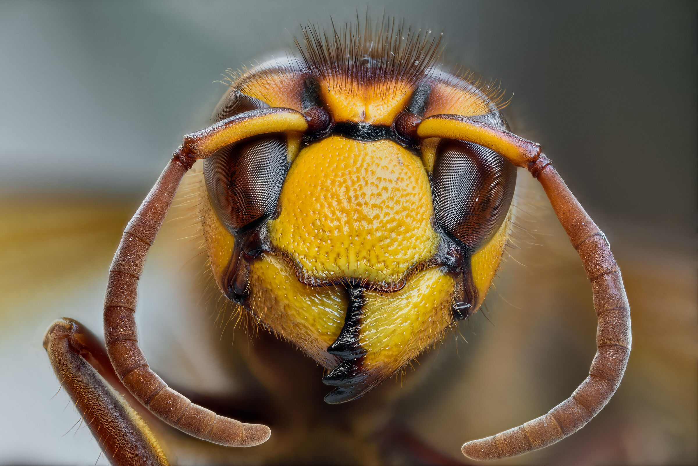 Ritratto di calabrone