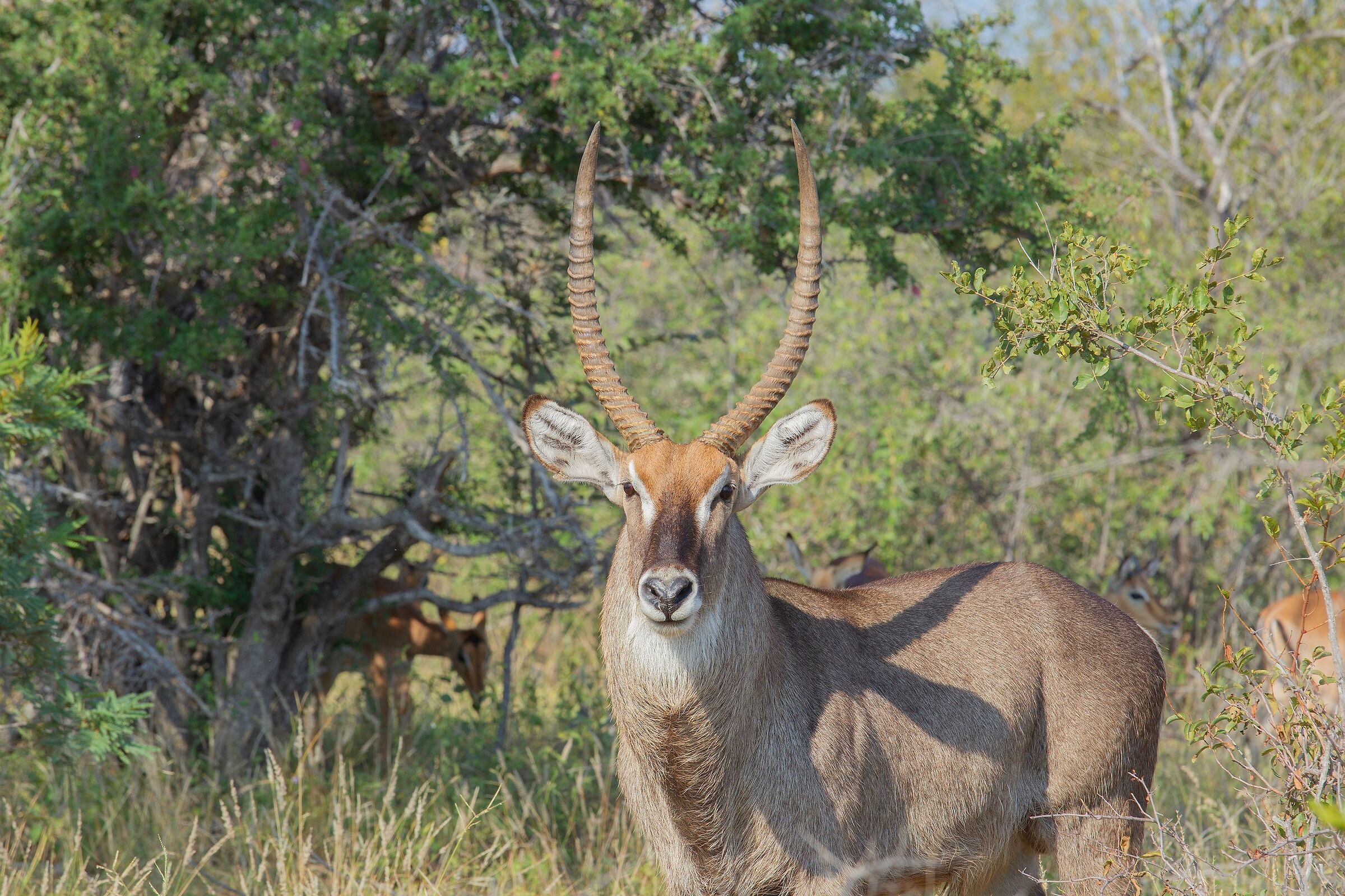 Antilope d'acqua .. maschio