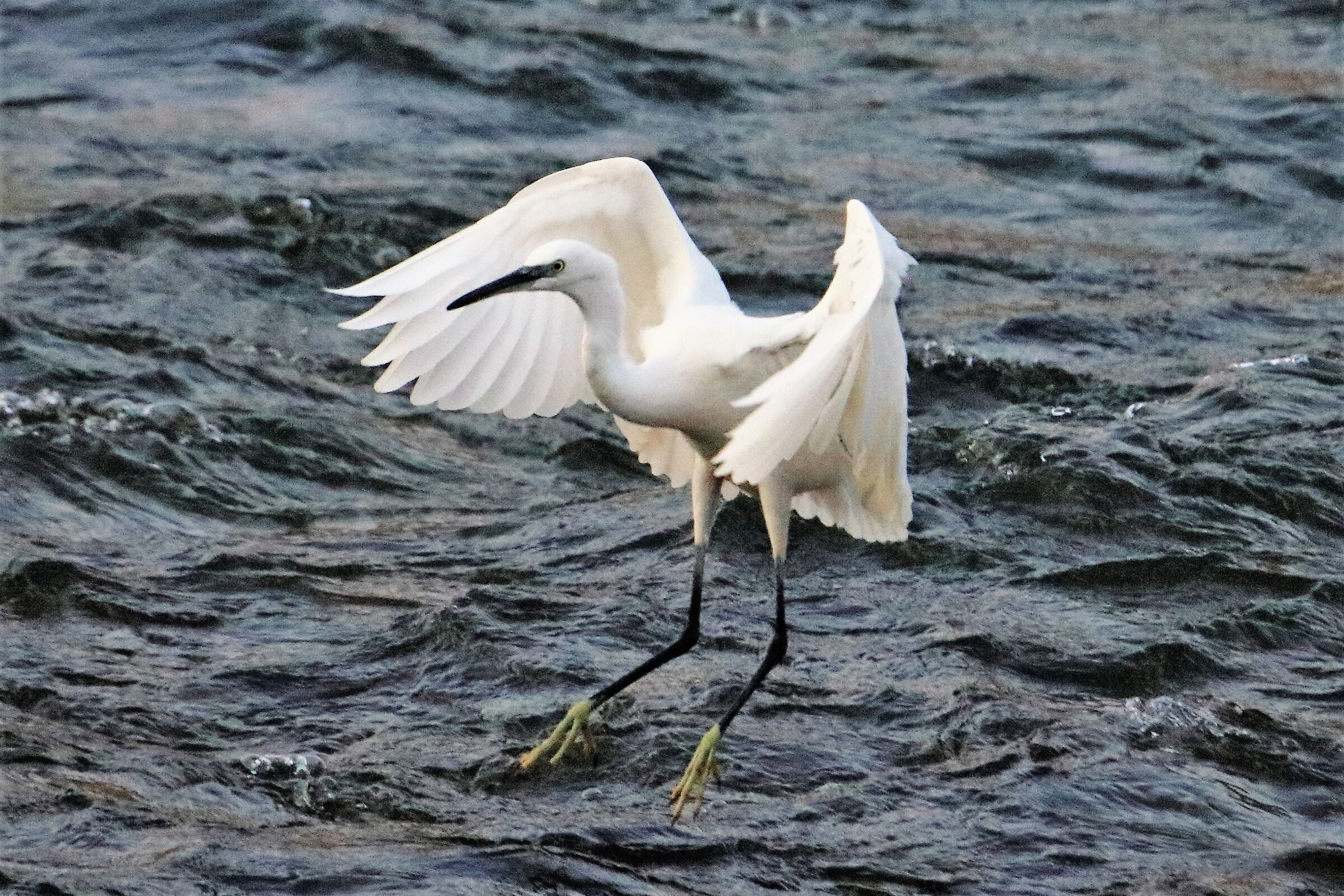 egret