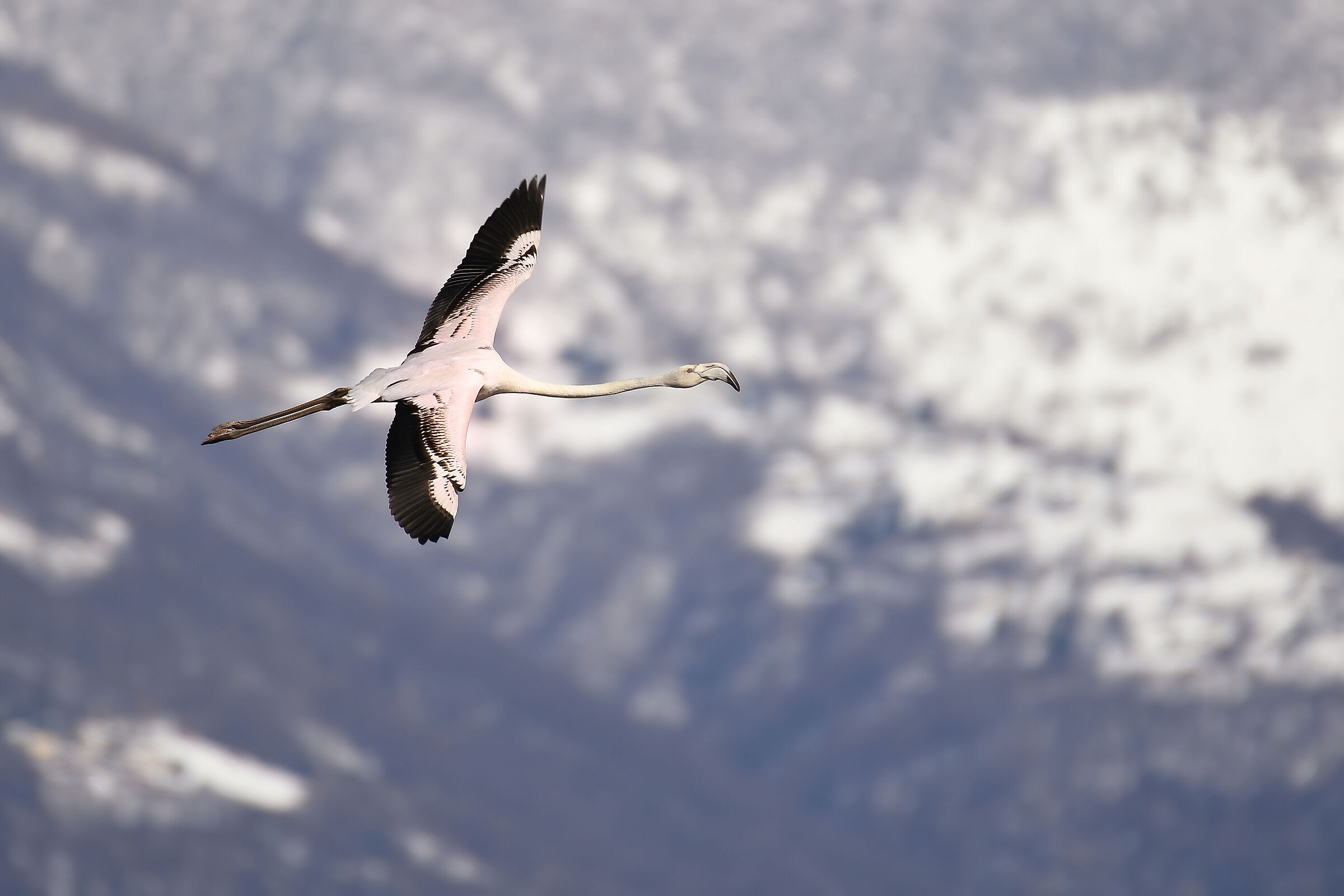 Flamingo