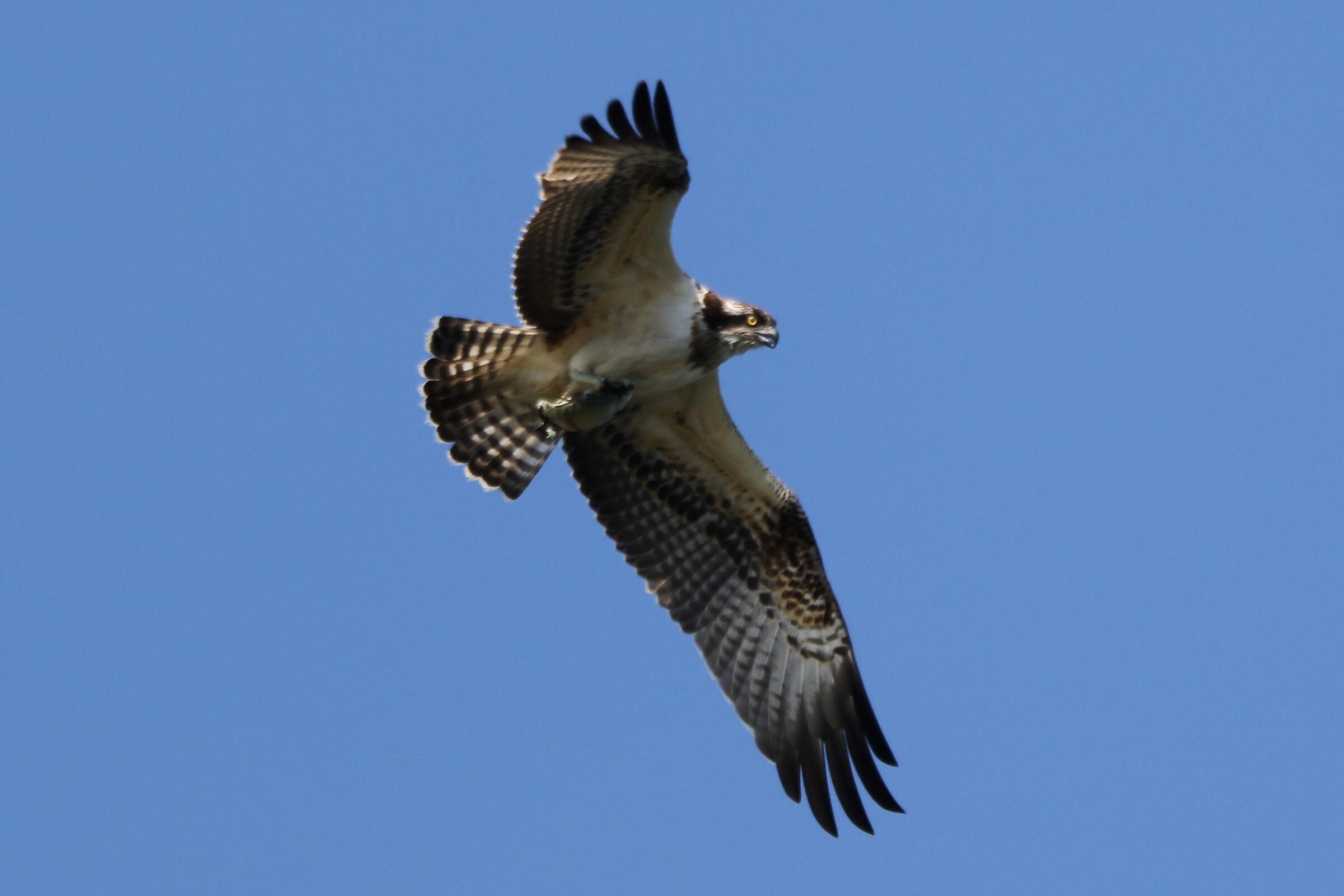 Osprey with prey 148