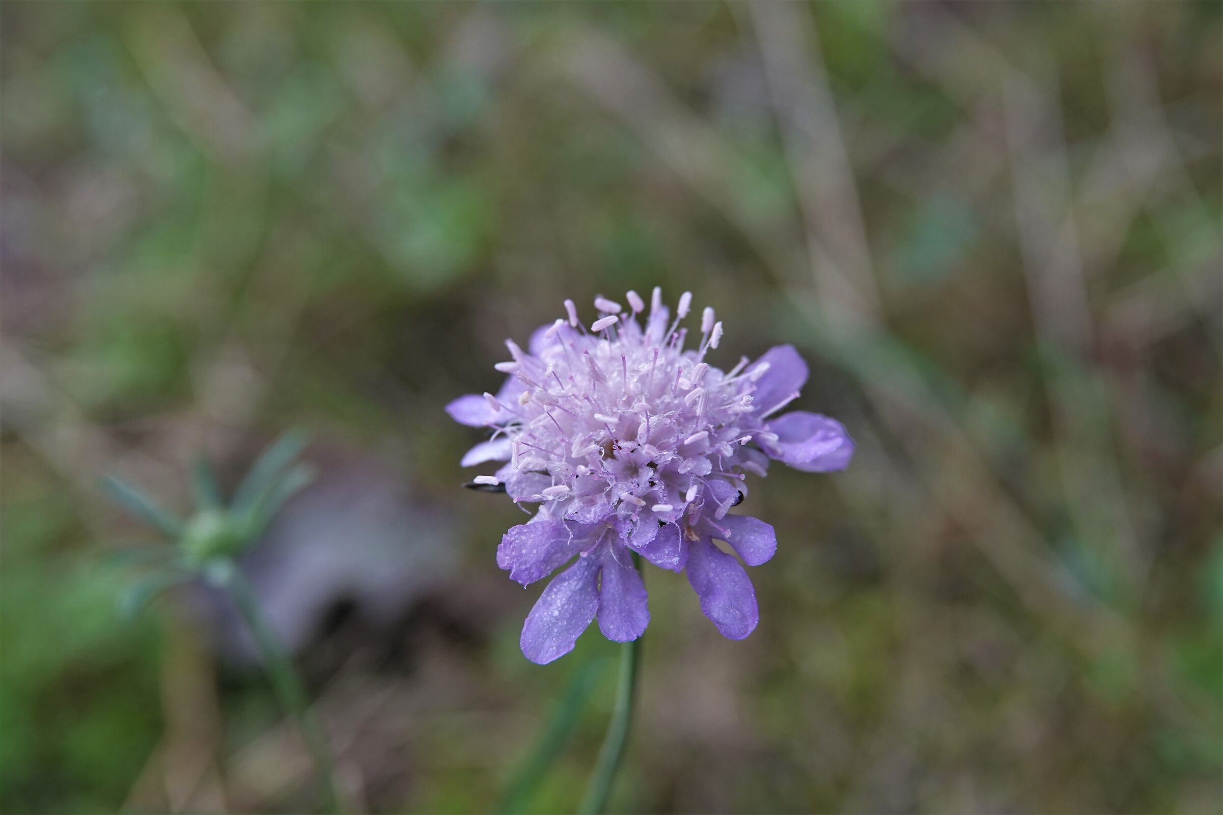Scabiosa