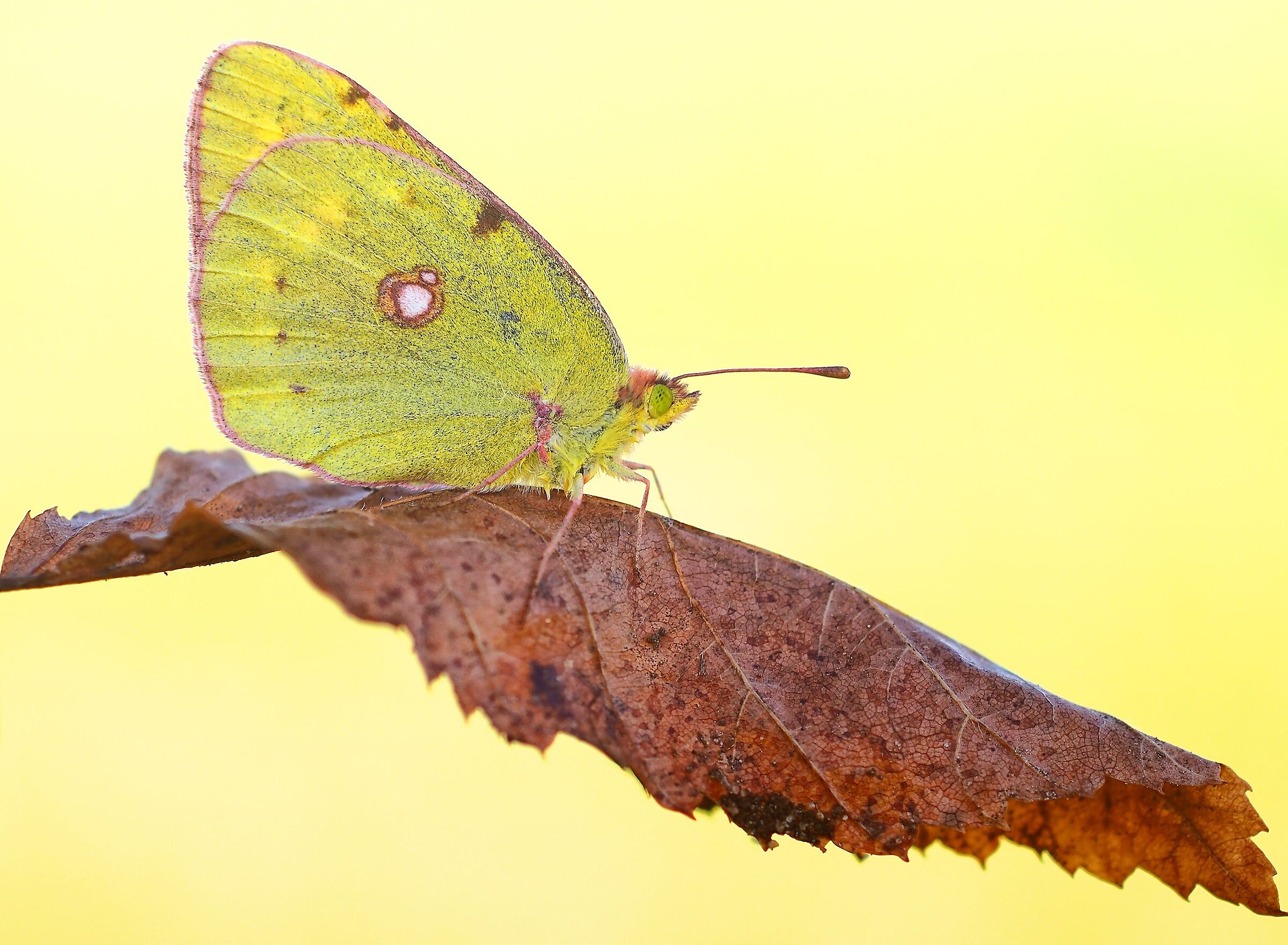 colias .