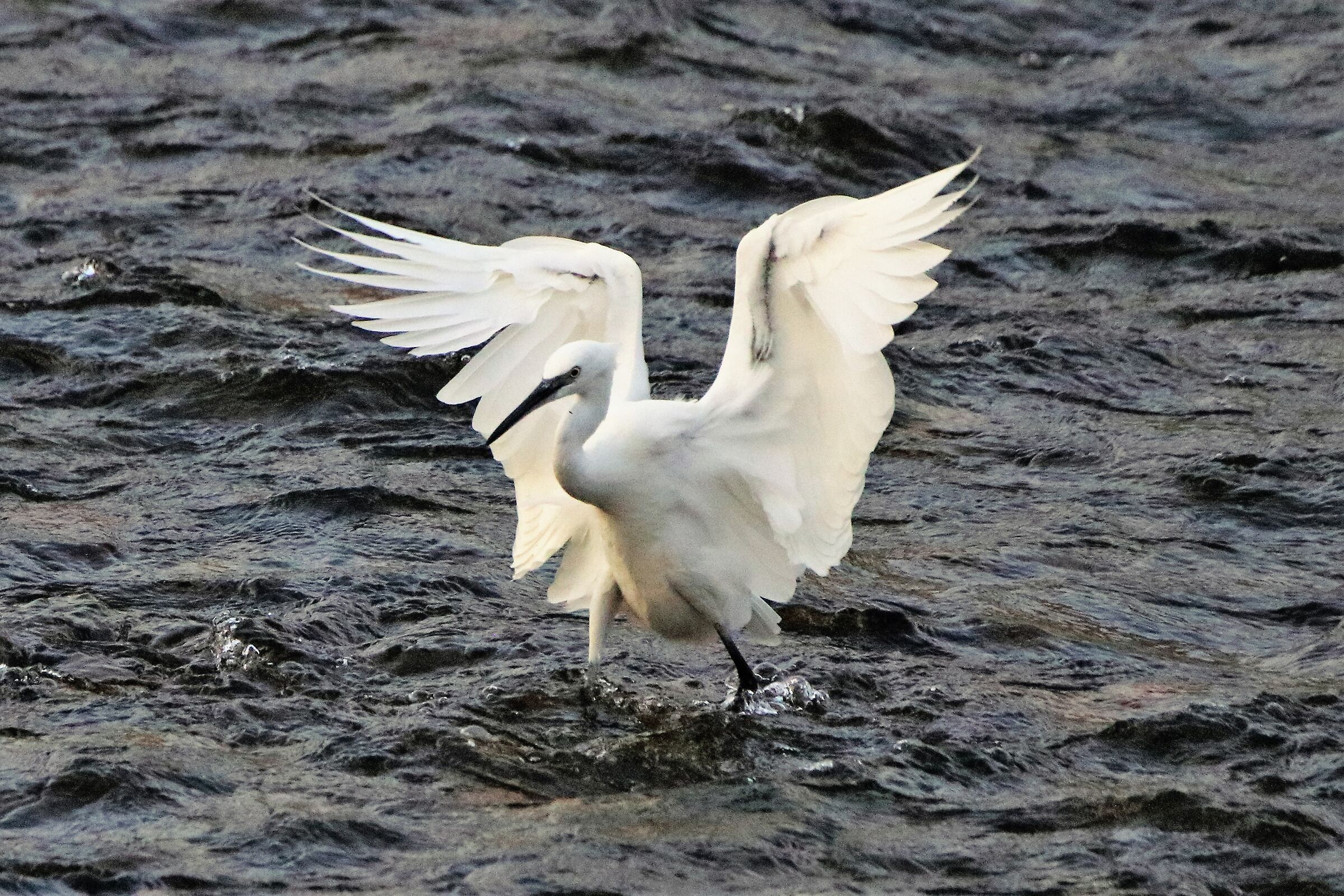 egret