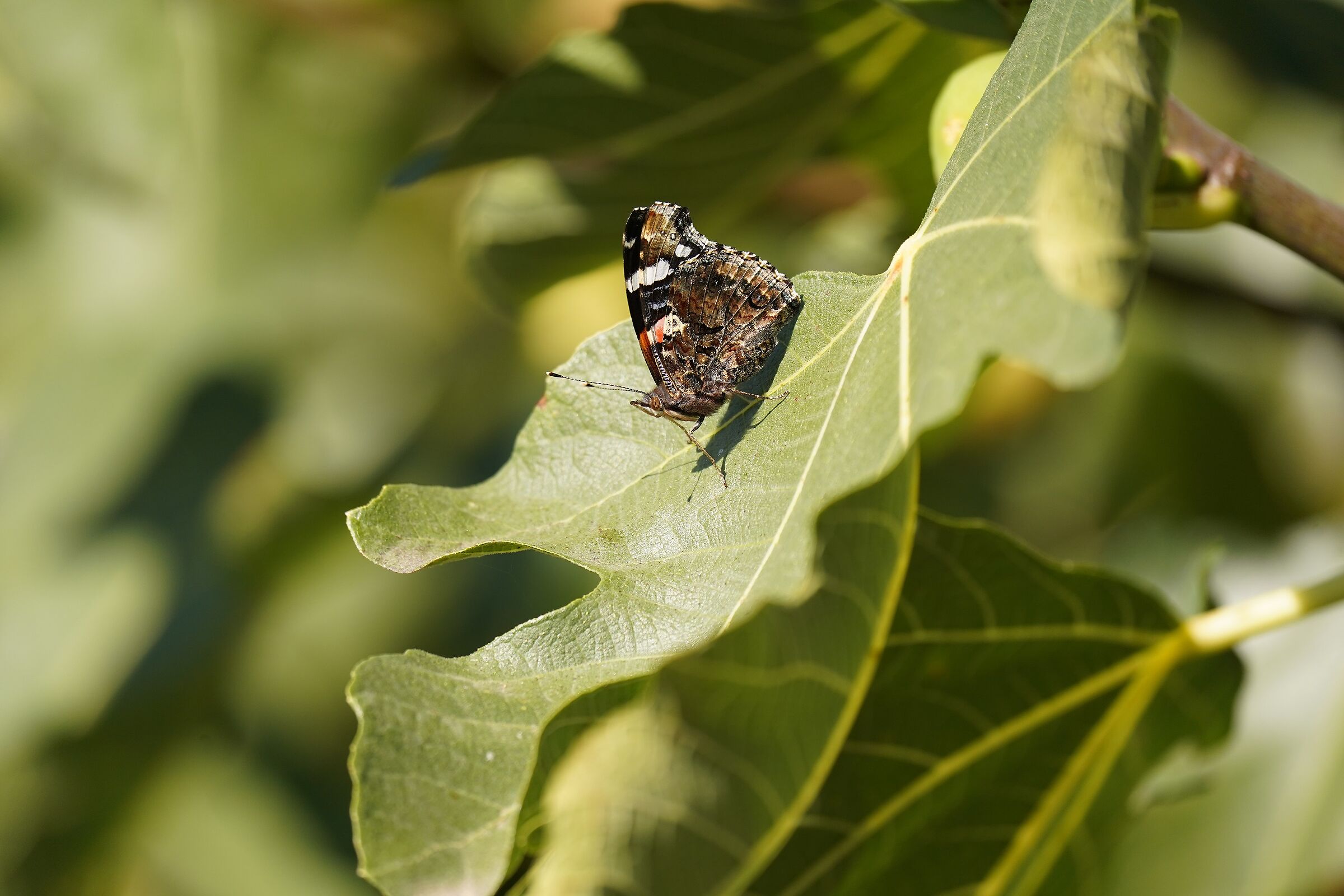 butterfly.... in autumn