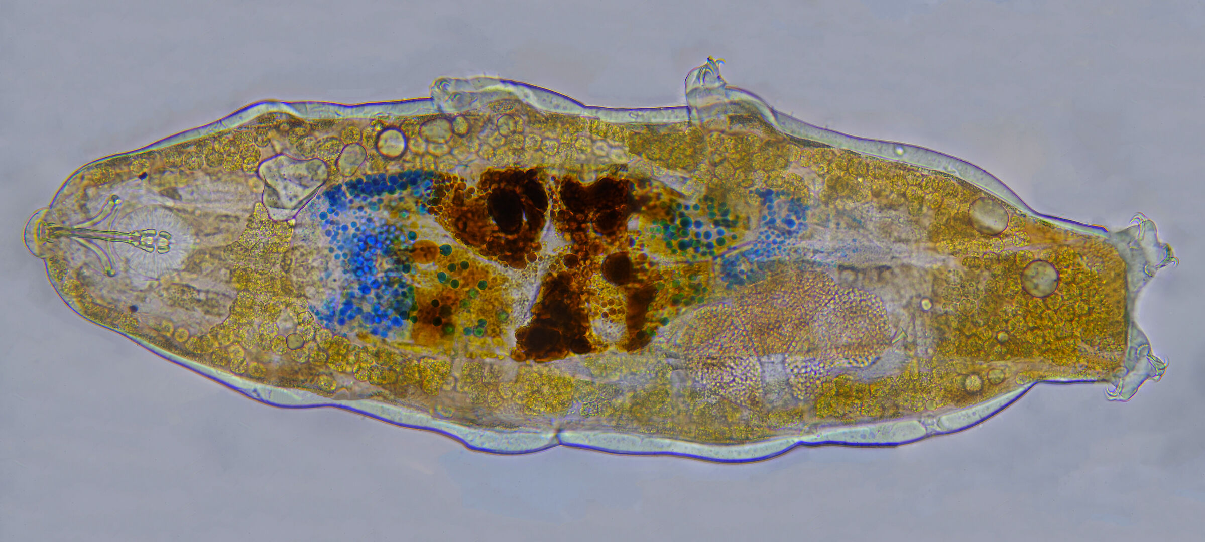 Macrobiotus Tardigrade with blue parts in the stomach