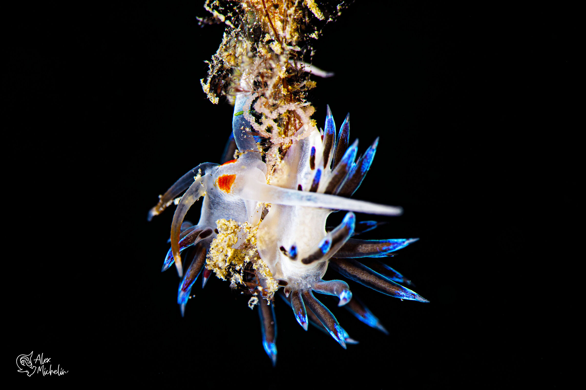 cratena peregrina con ovatura