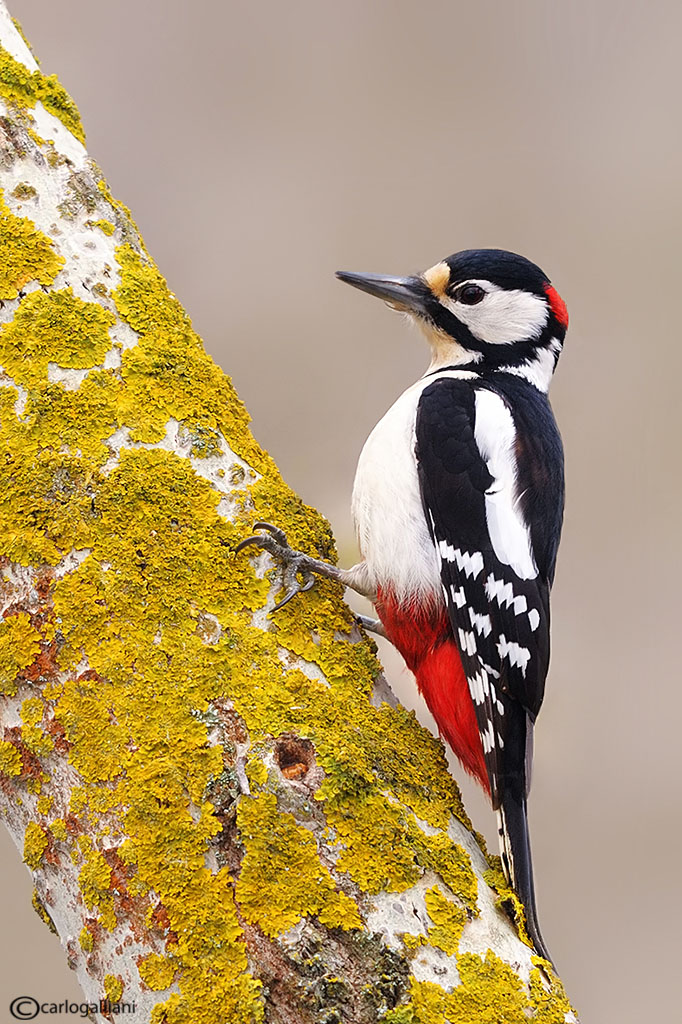 Woodpecker