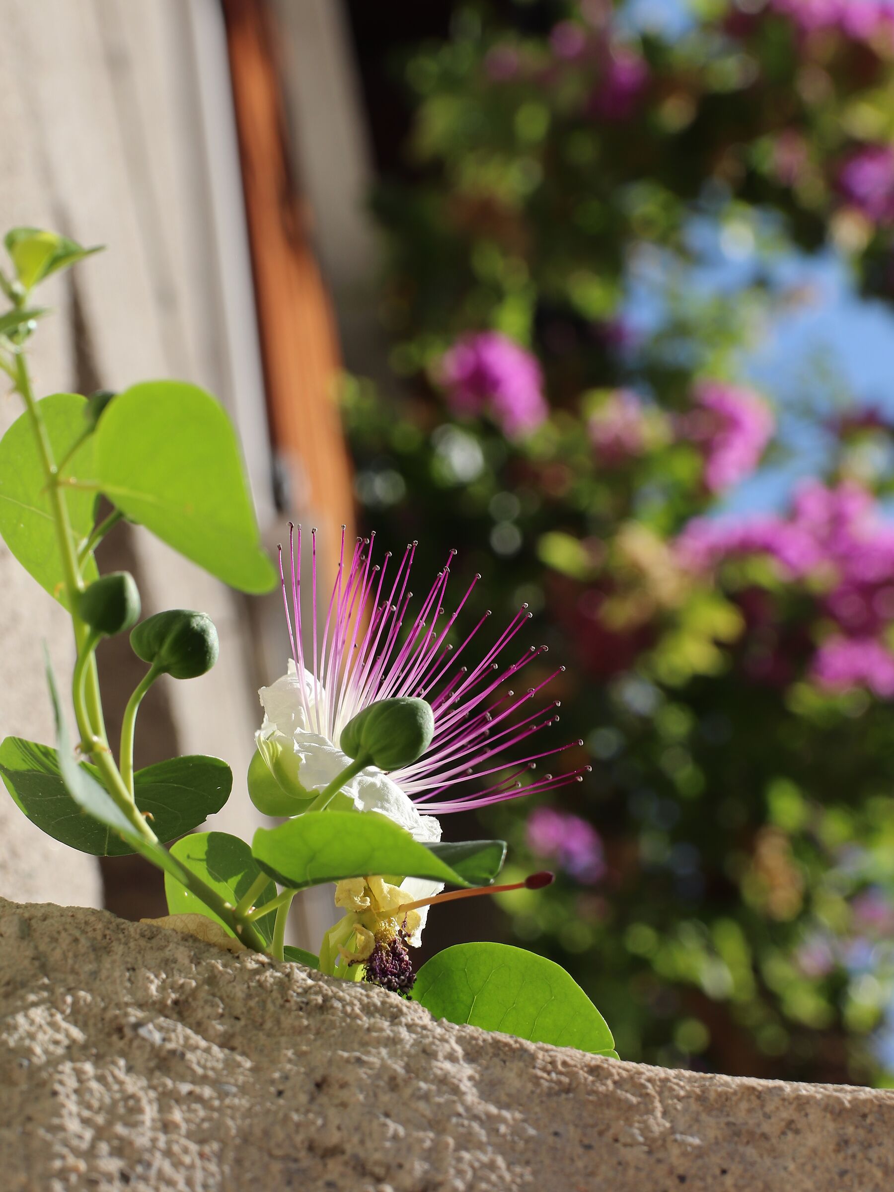 Capparis spinosa