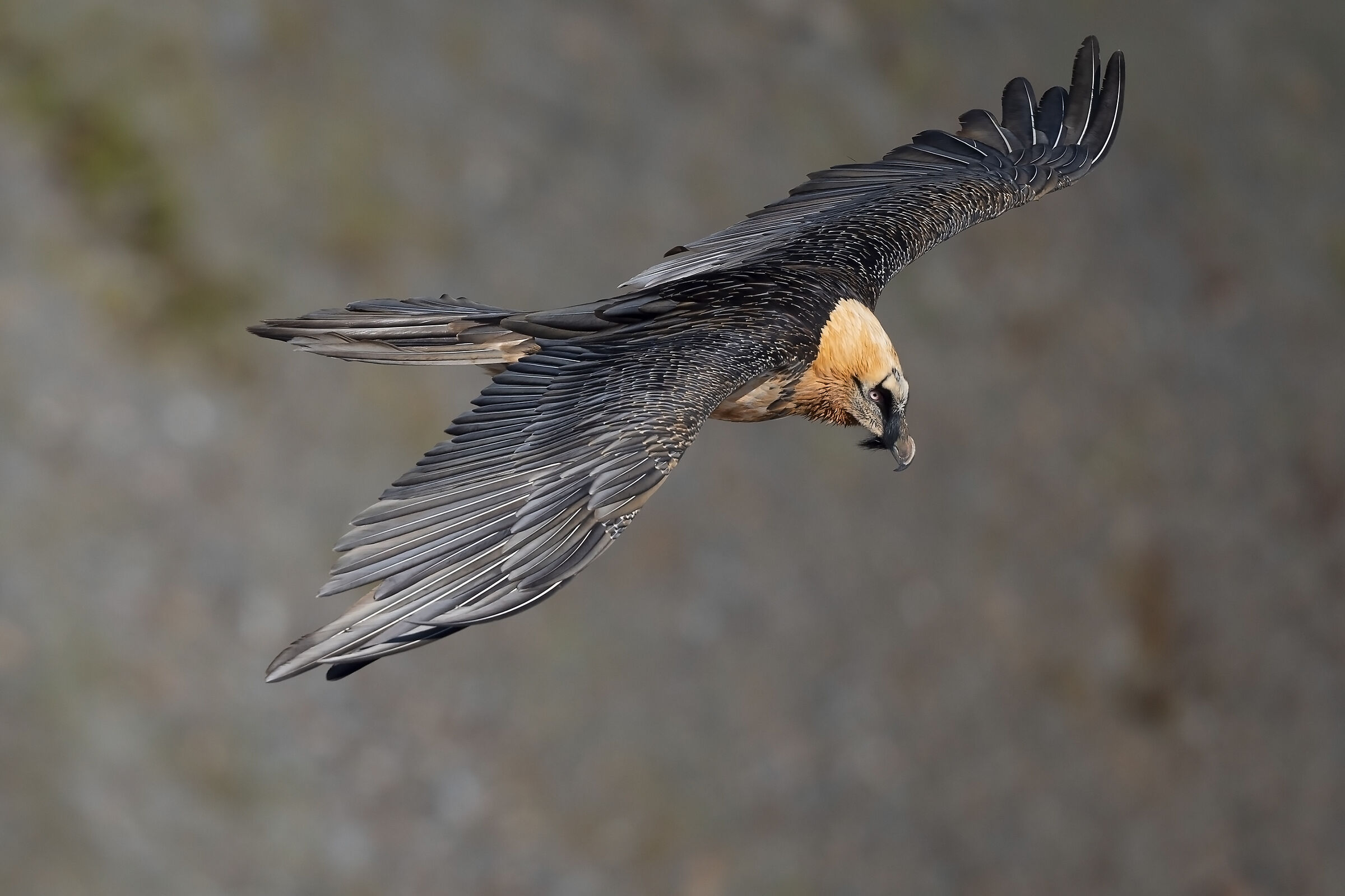 Gipeto Gypaetus barbatus