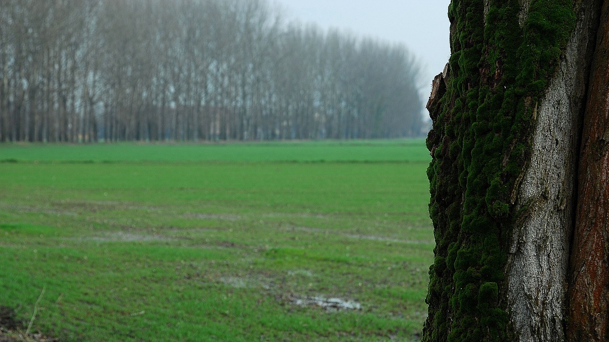 Fields Gudo Visconti-I