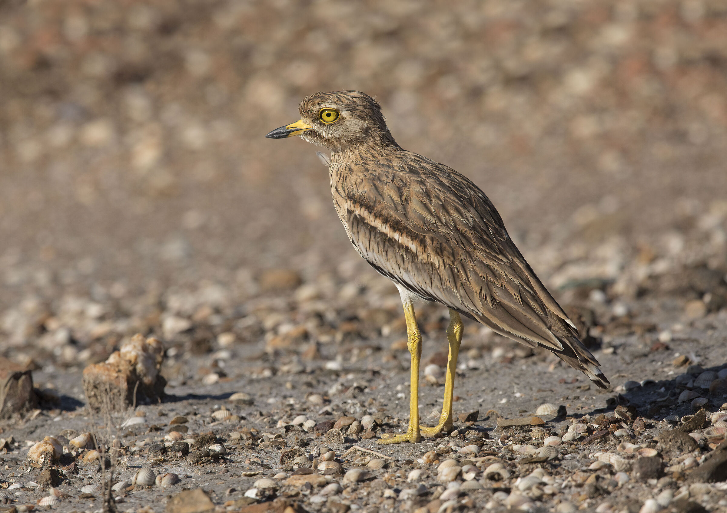 occhione (burhinus oedicnemus)