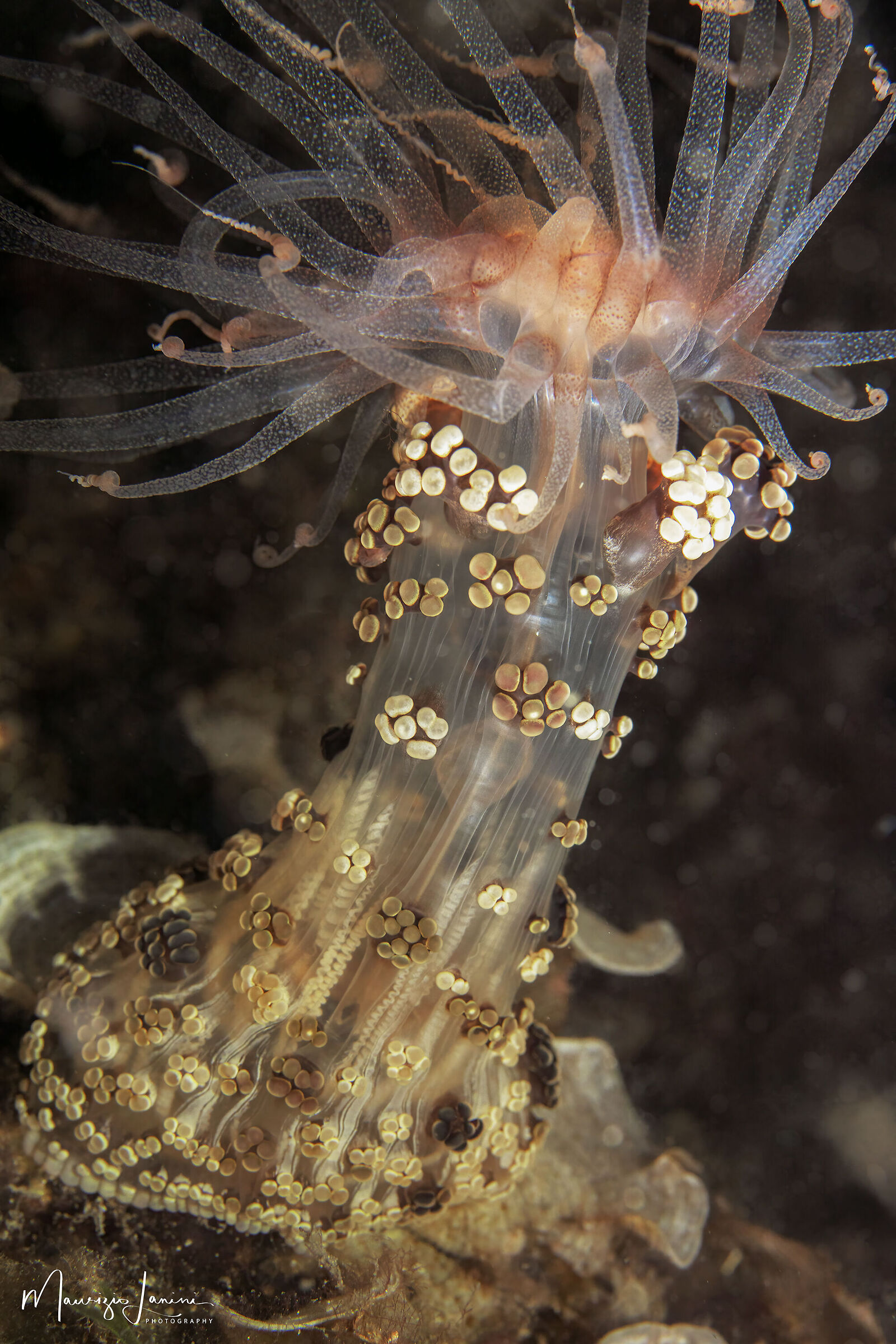 La regina della notte