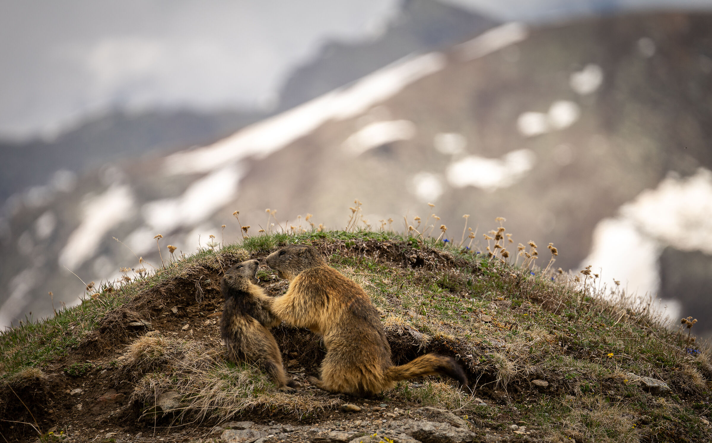 .. a volte si litiga