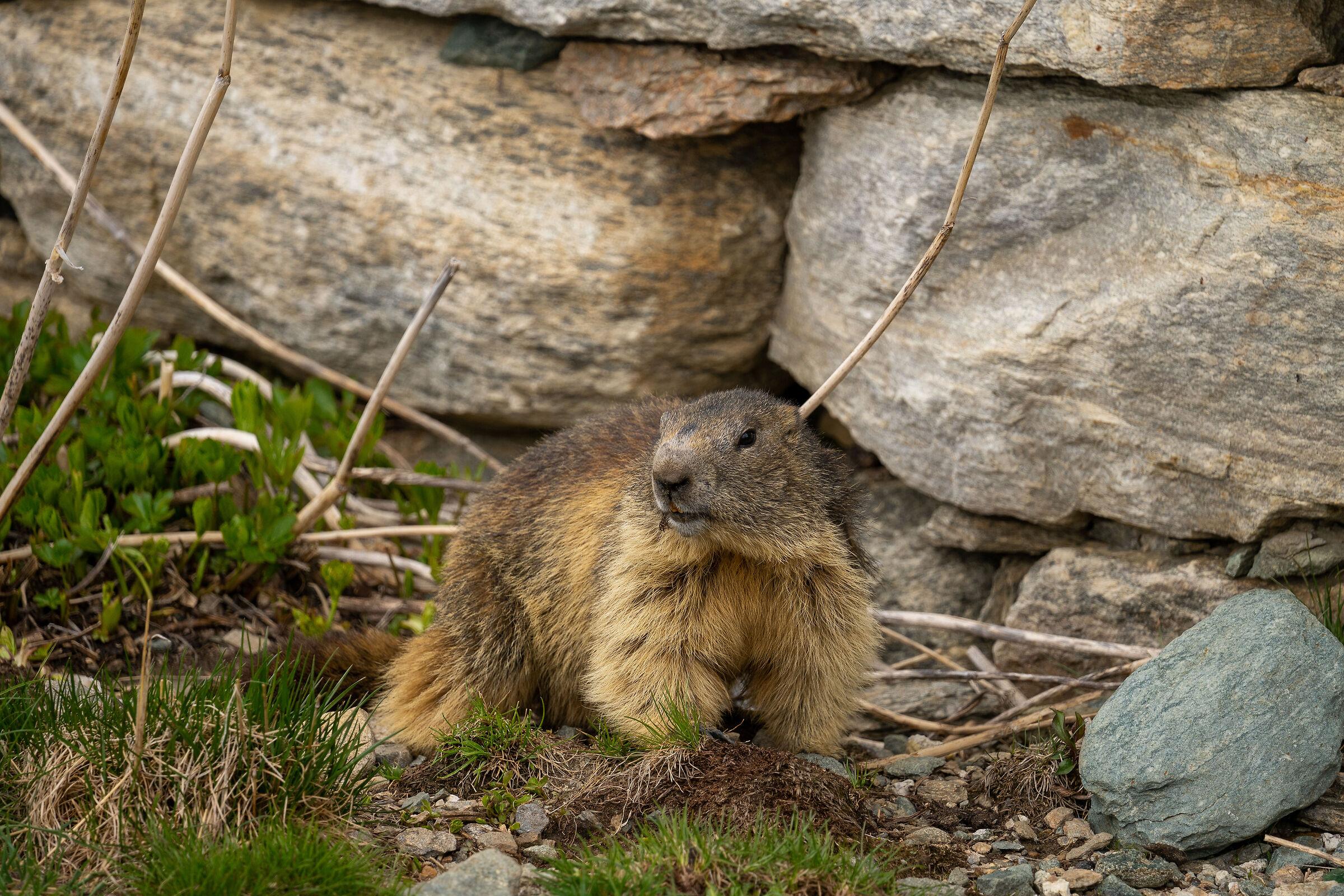Marmotte