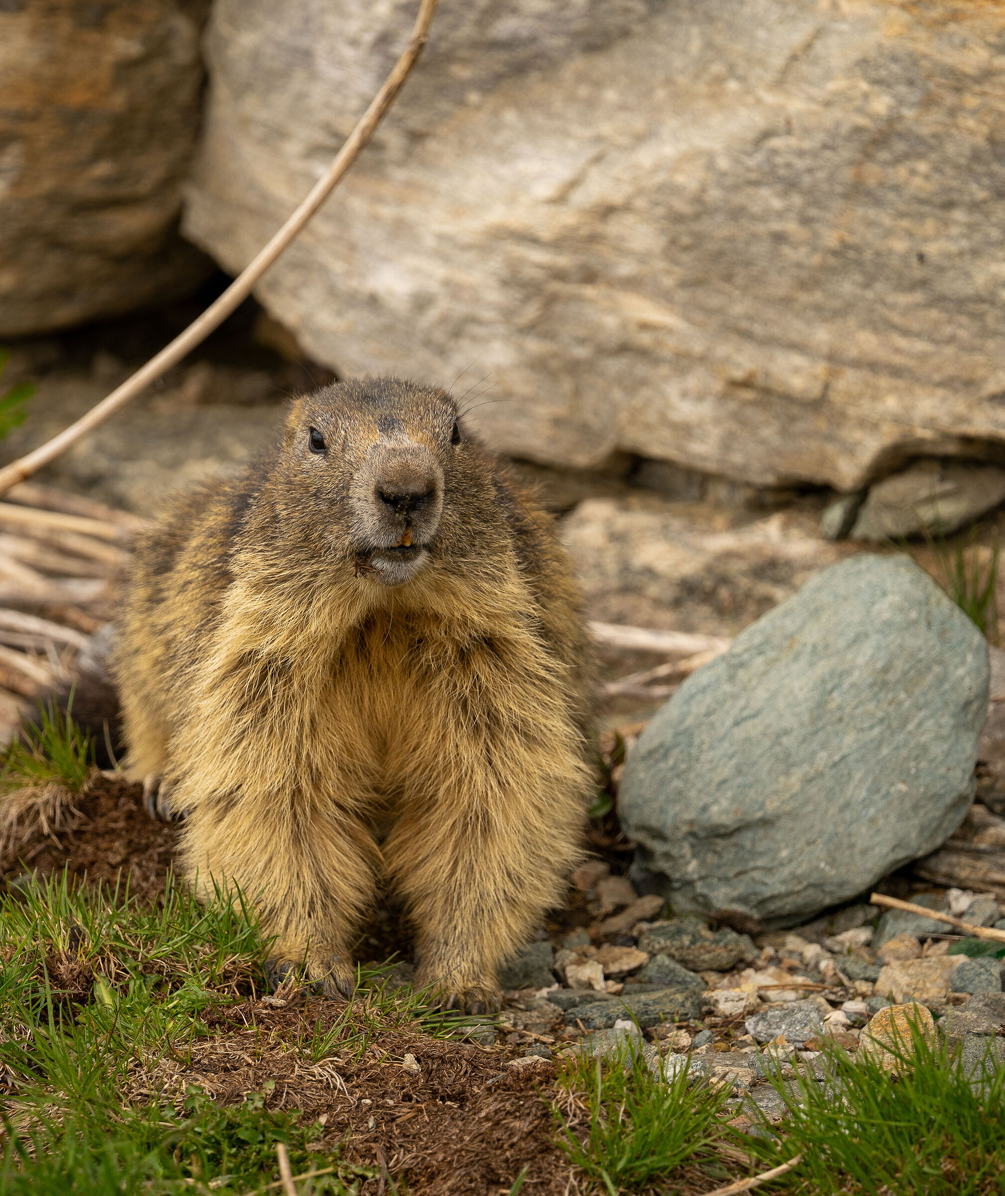 Marmotte