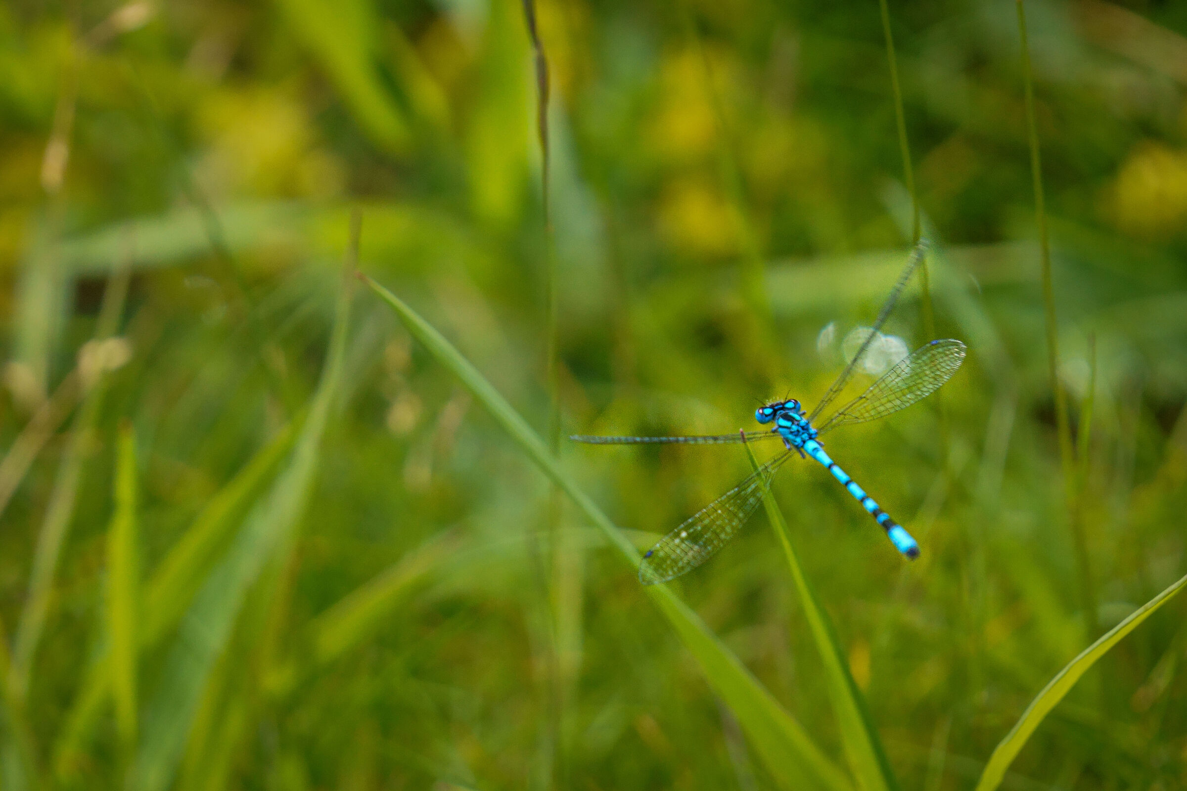 Libellula azzurra