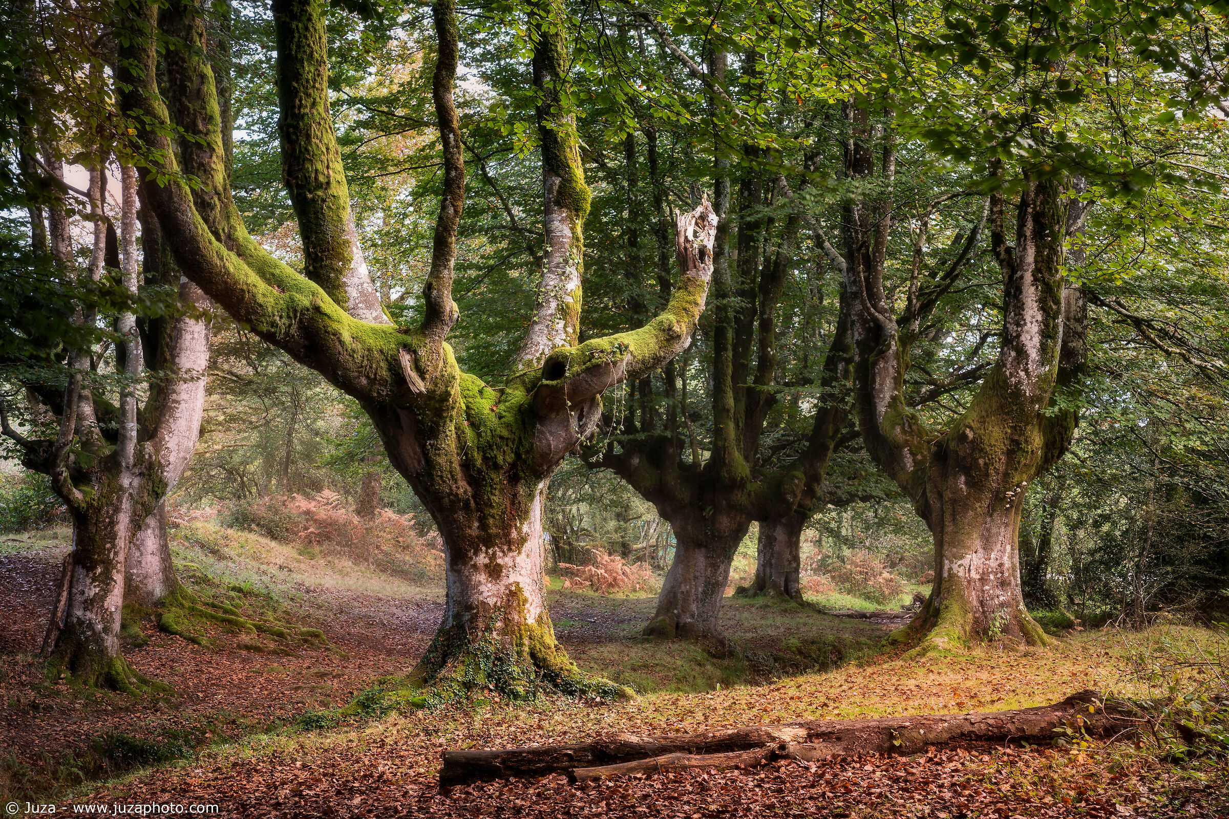 La faggeta di Otzarreta