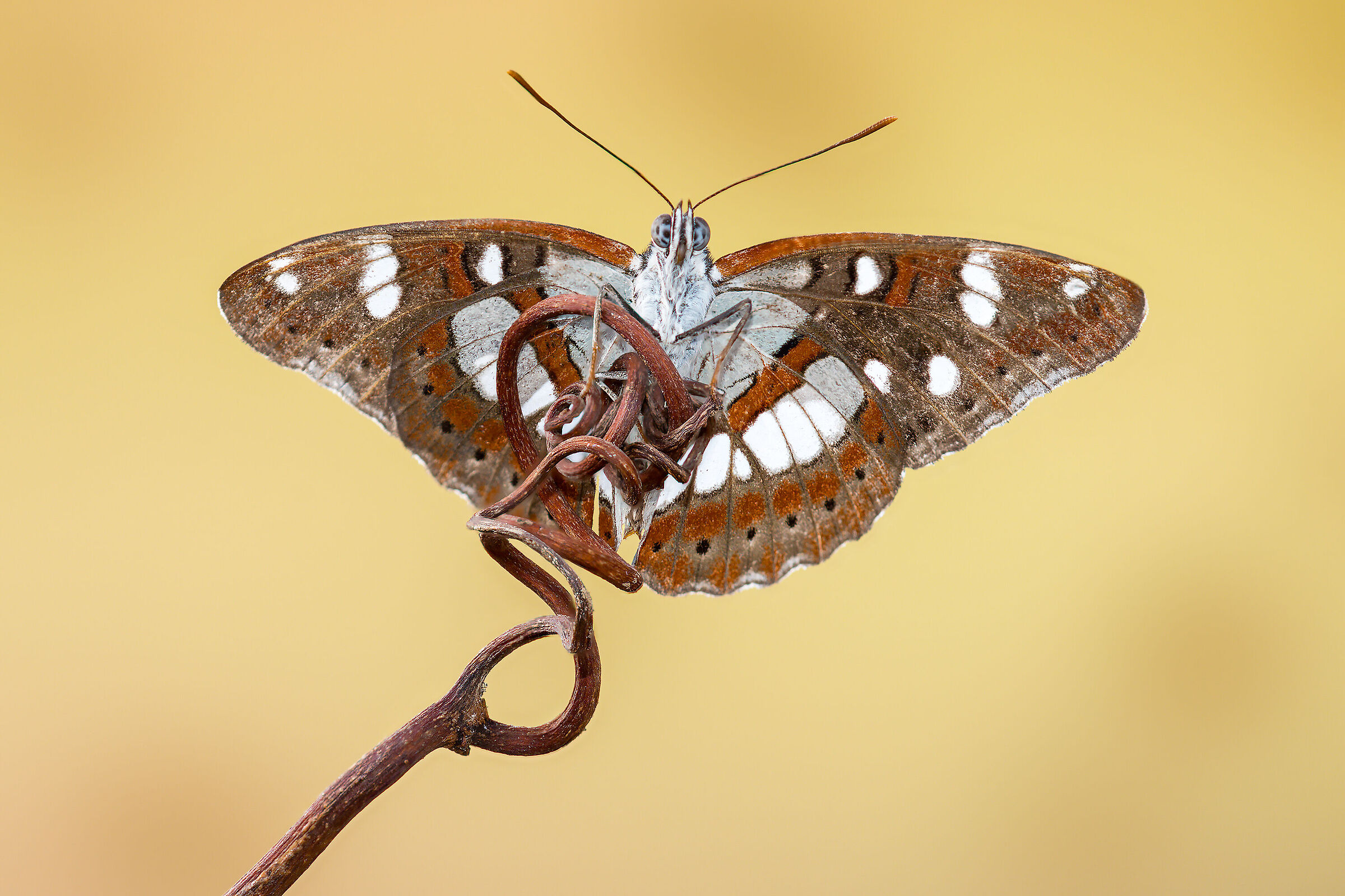 Limenitis reducta