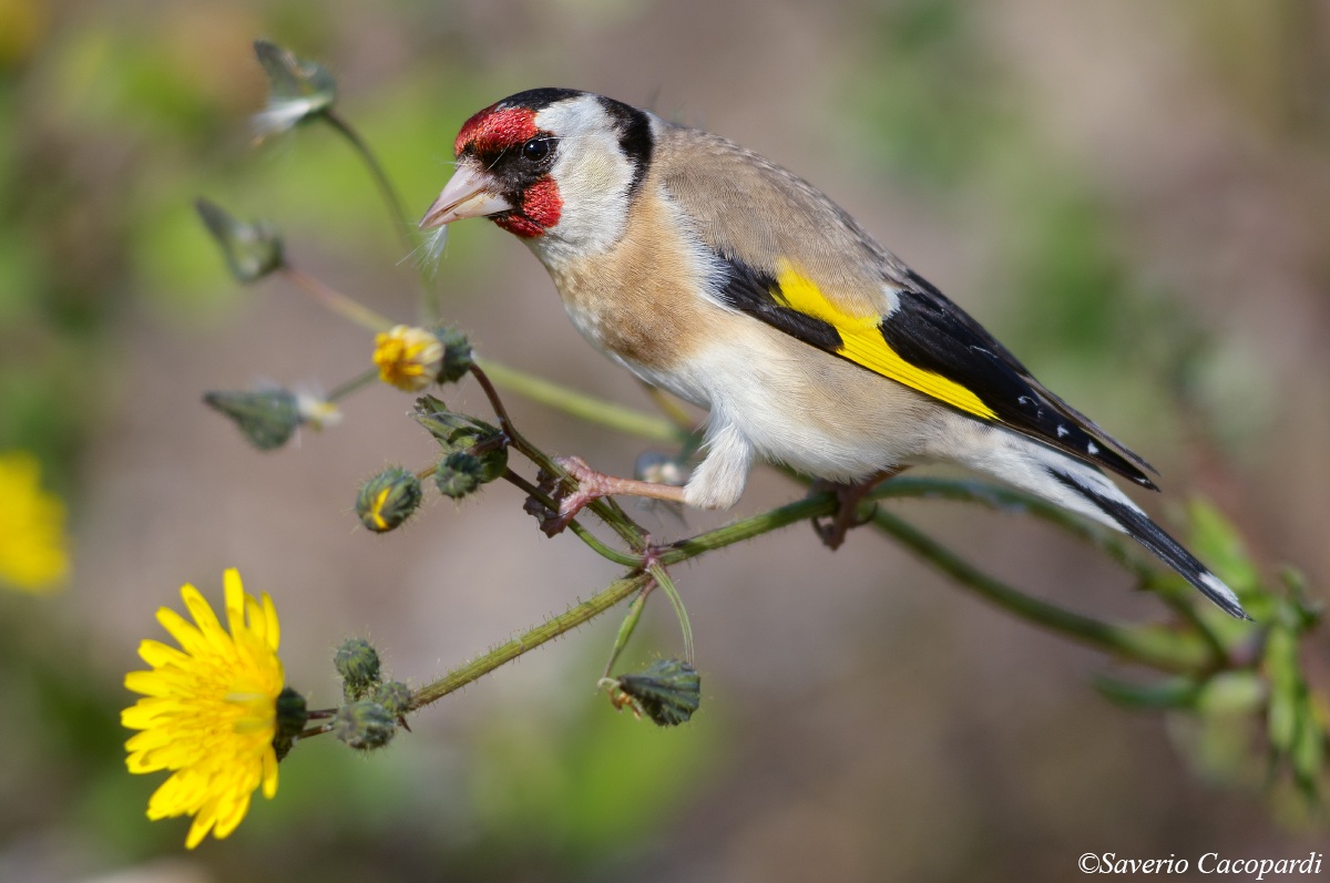 Goldfinch