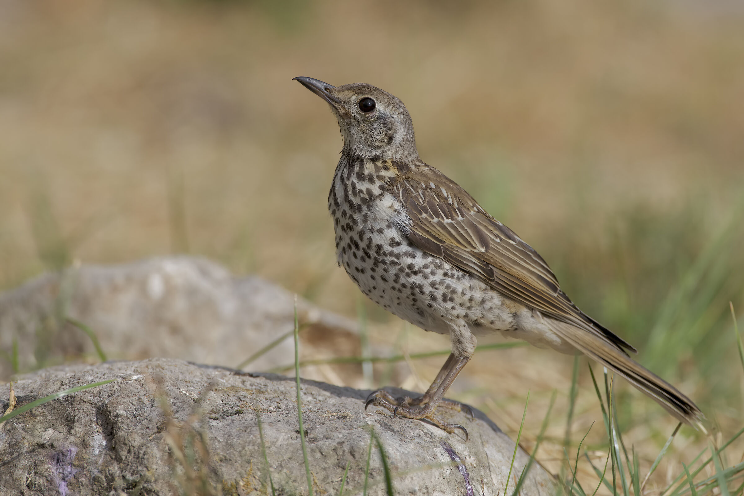 Mistle thrush