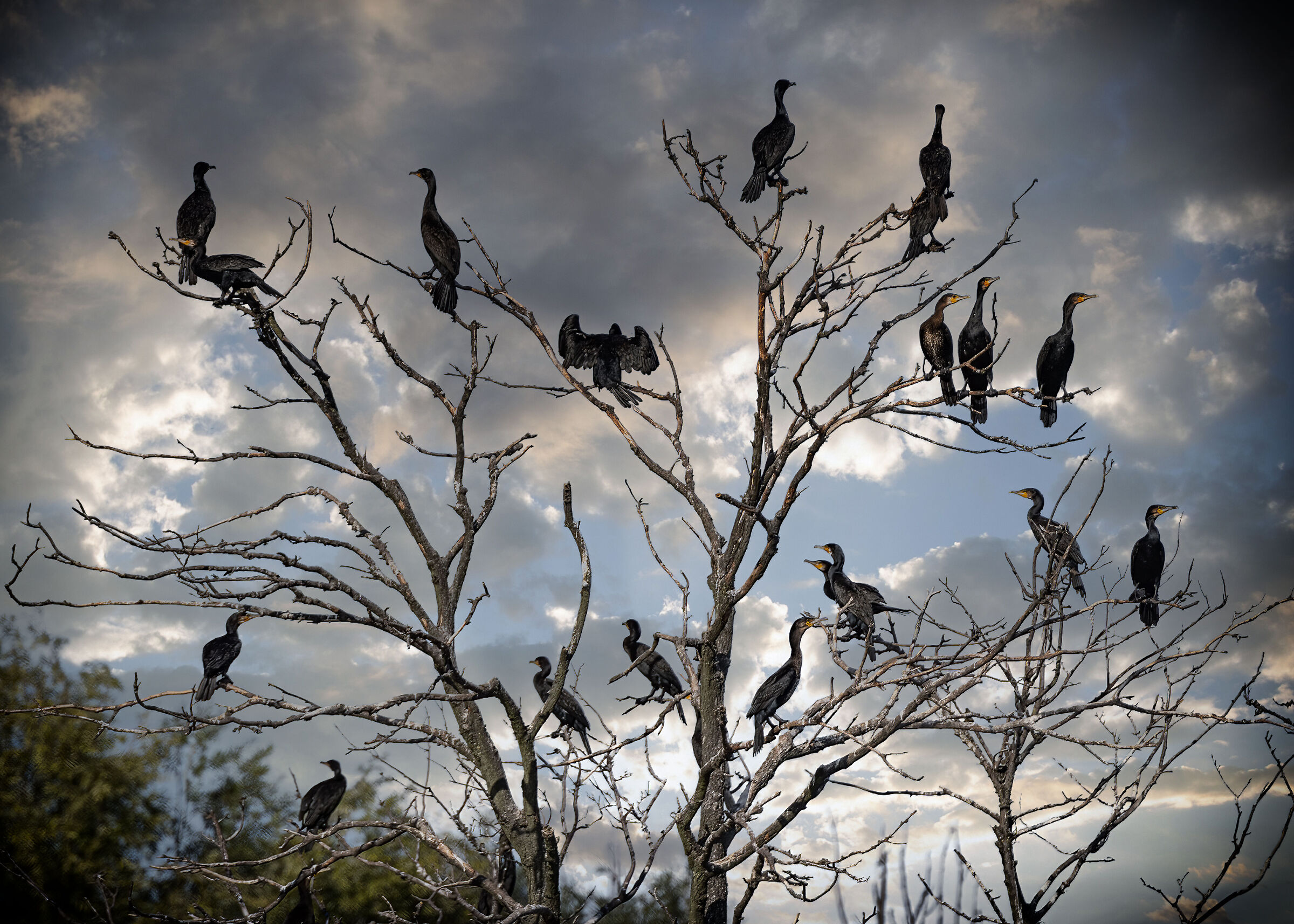 The Cormorants Tree