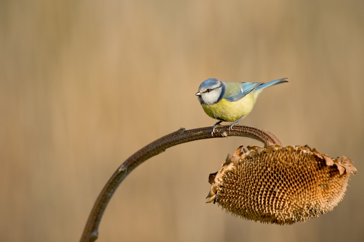Blue Tit