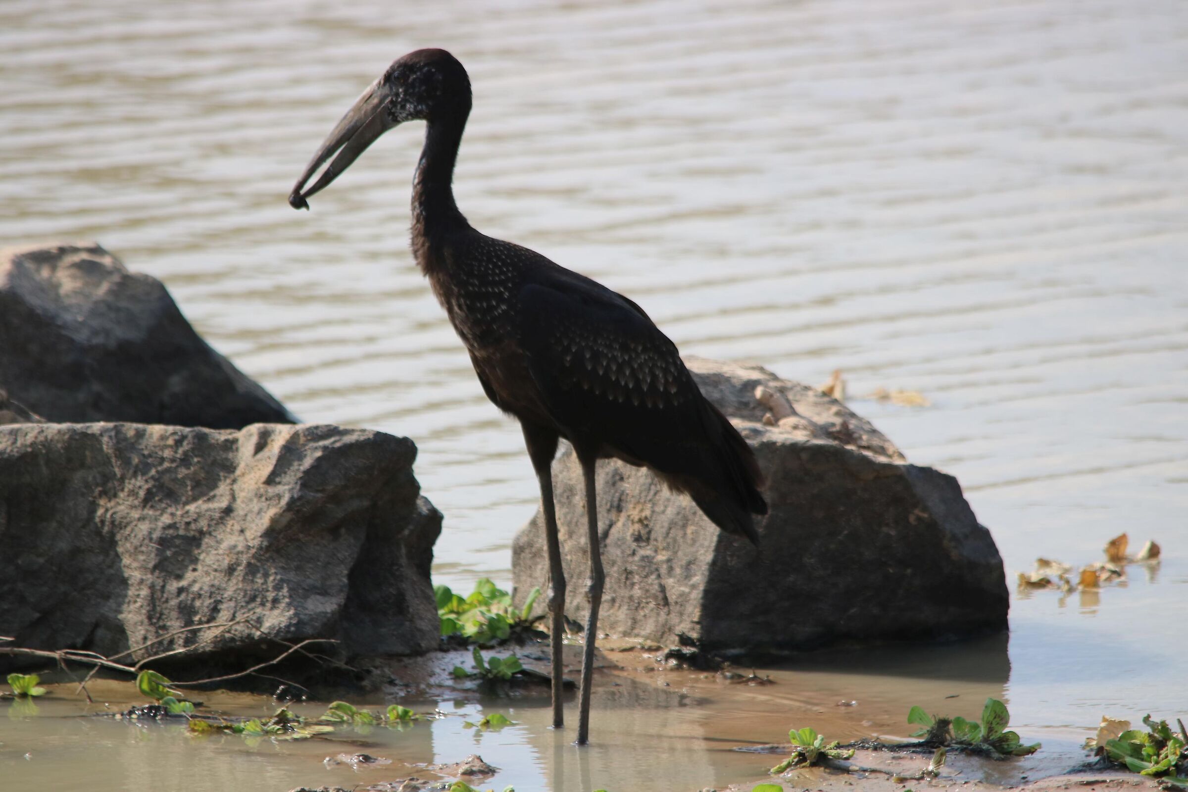 African Open-billed Stork