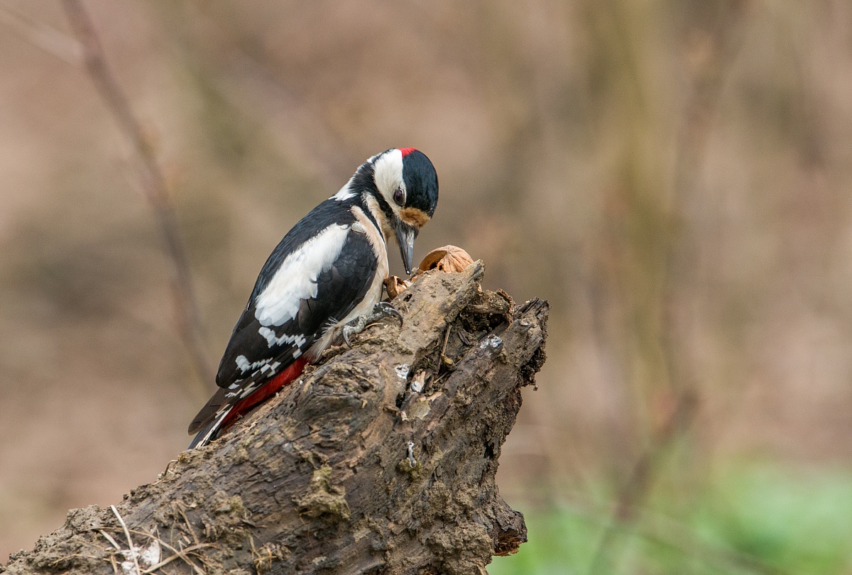 woodpecker-a novelty