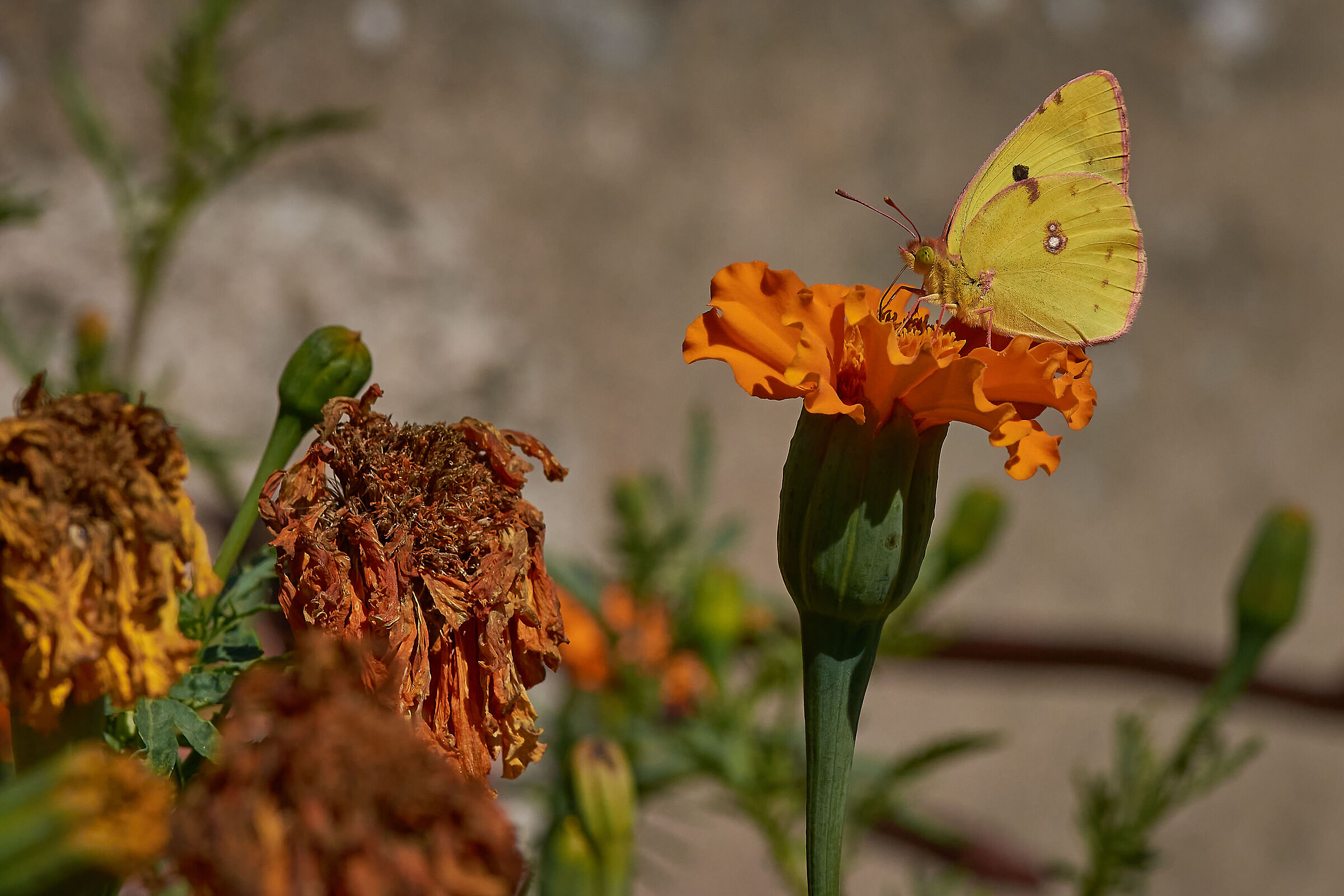 Colias alfacariensis