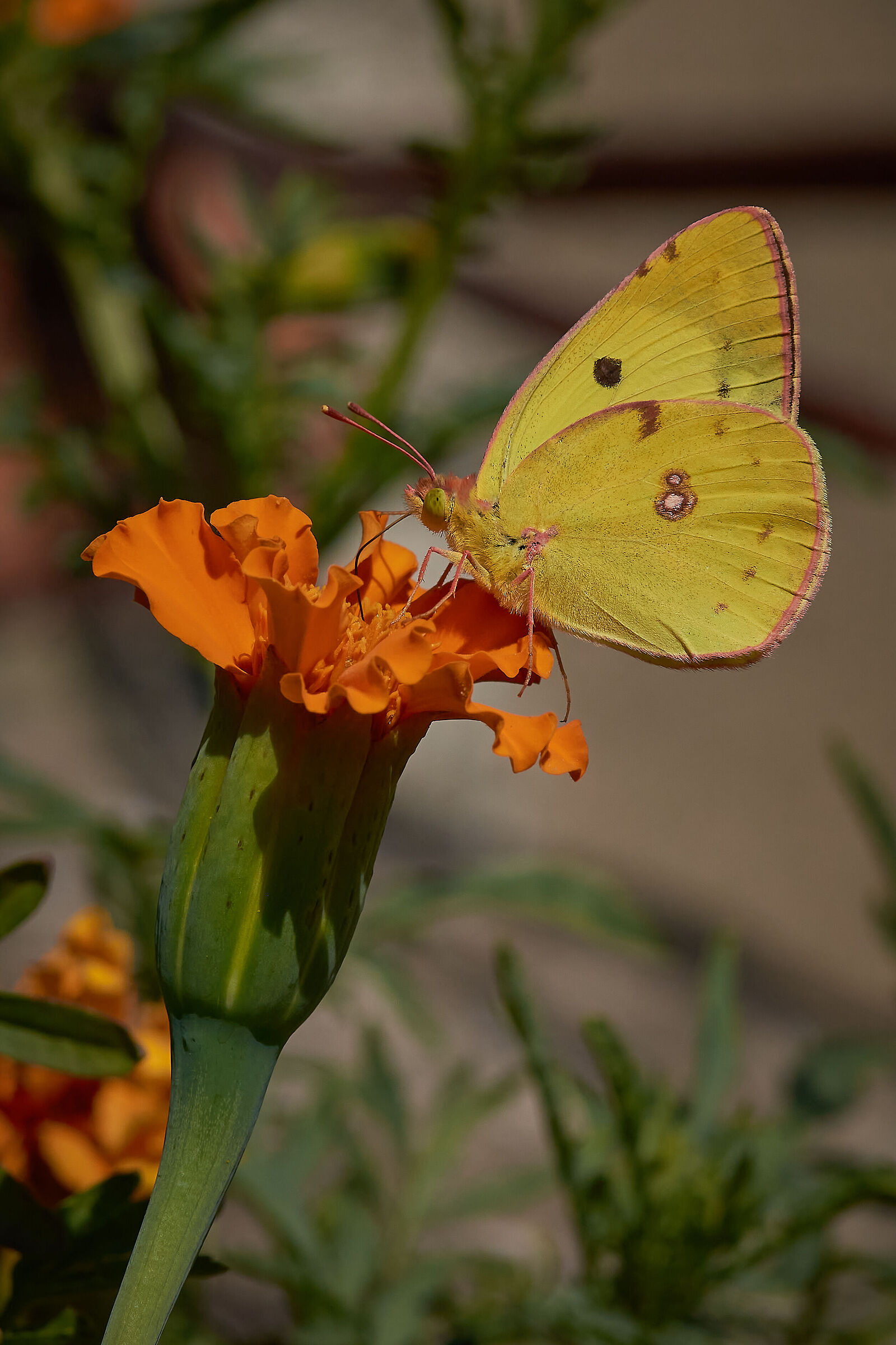 I colori del sole (Colias alfacariensis)
