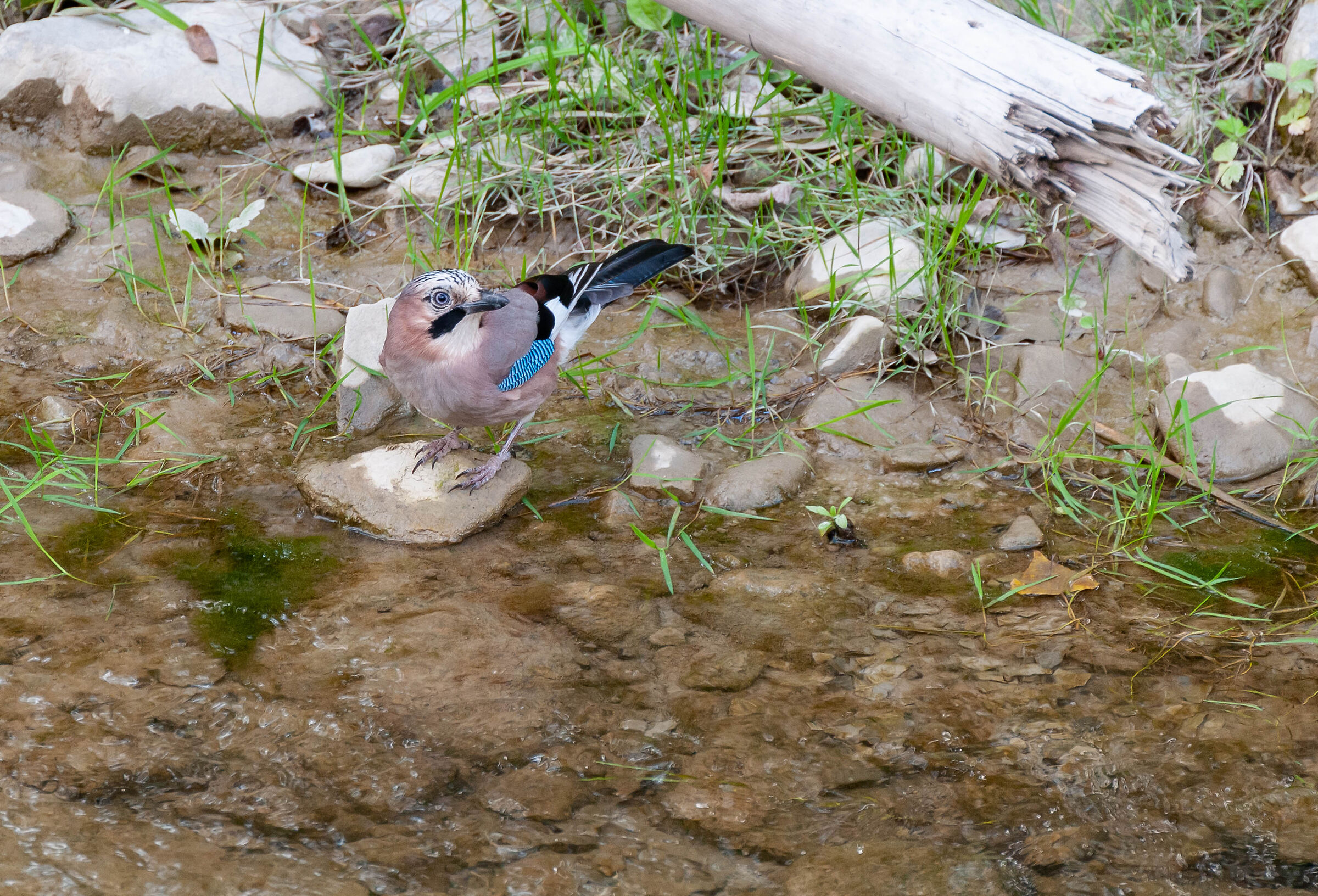 La ghiandaia (Garrulus glandarius
