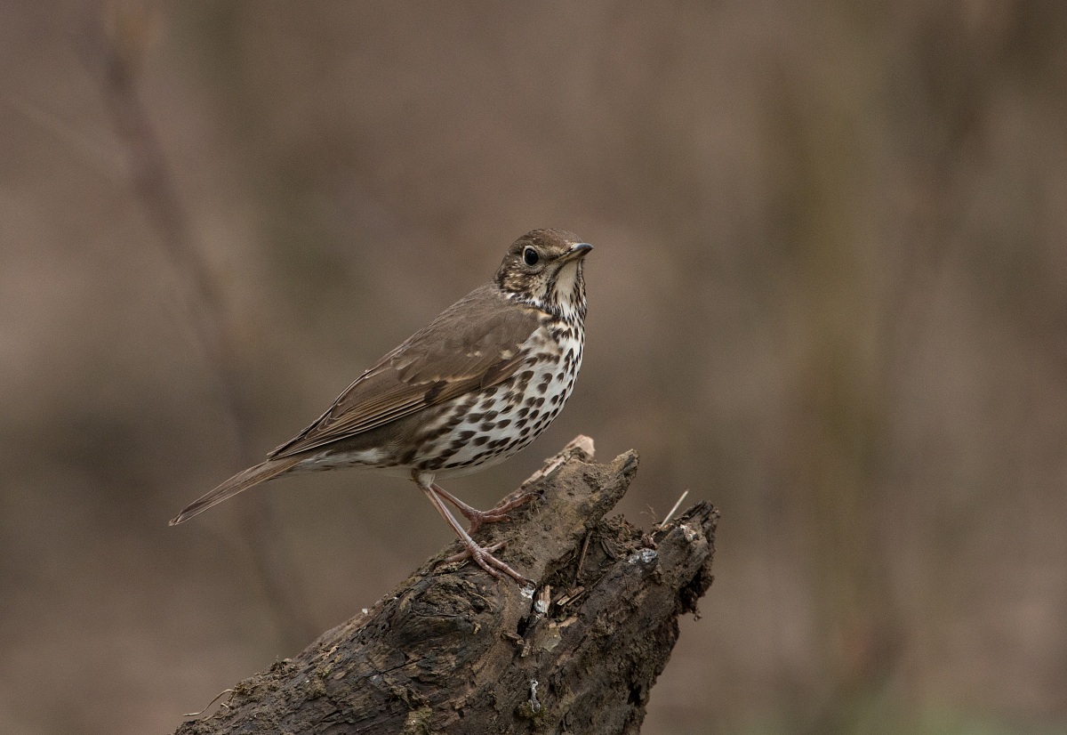 primizia n.2 ( tordo bottaccio )