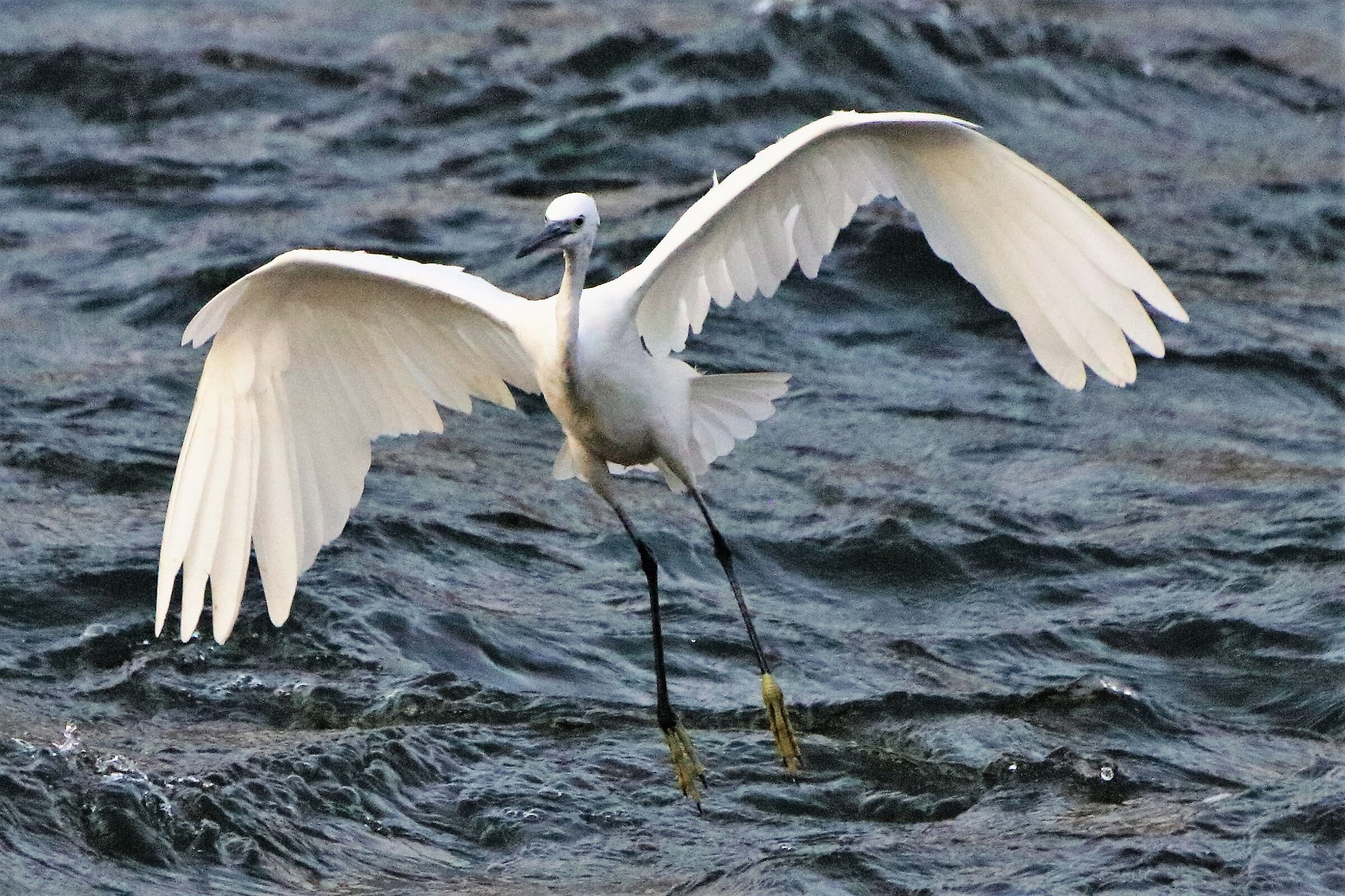 egret