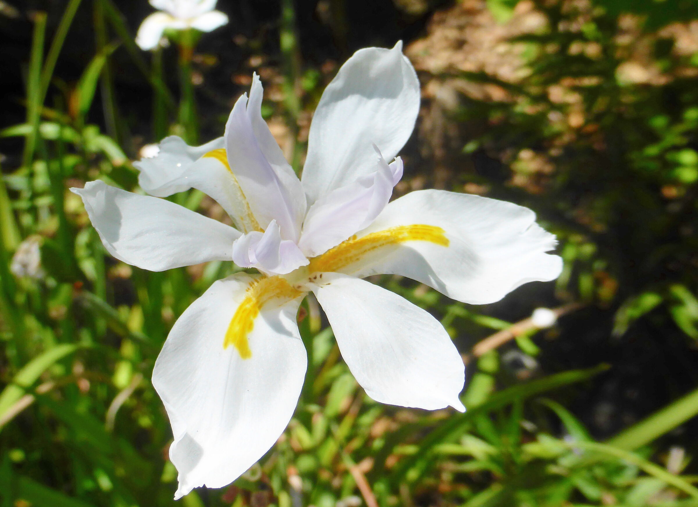 Ischia Forio, giardini della Mortella