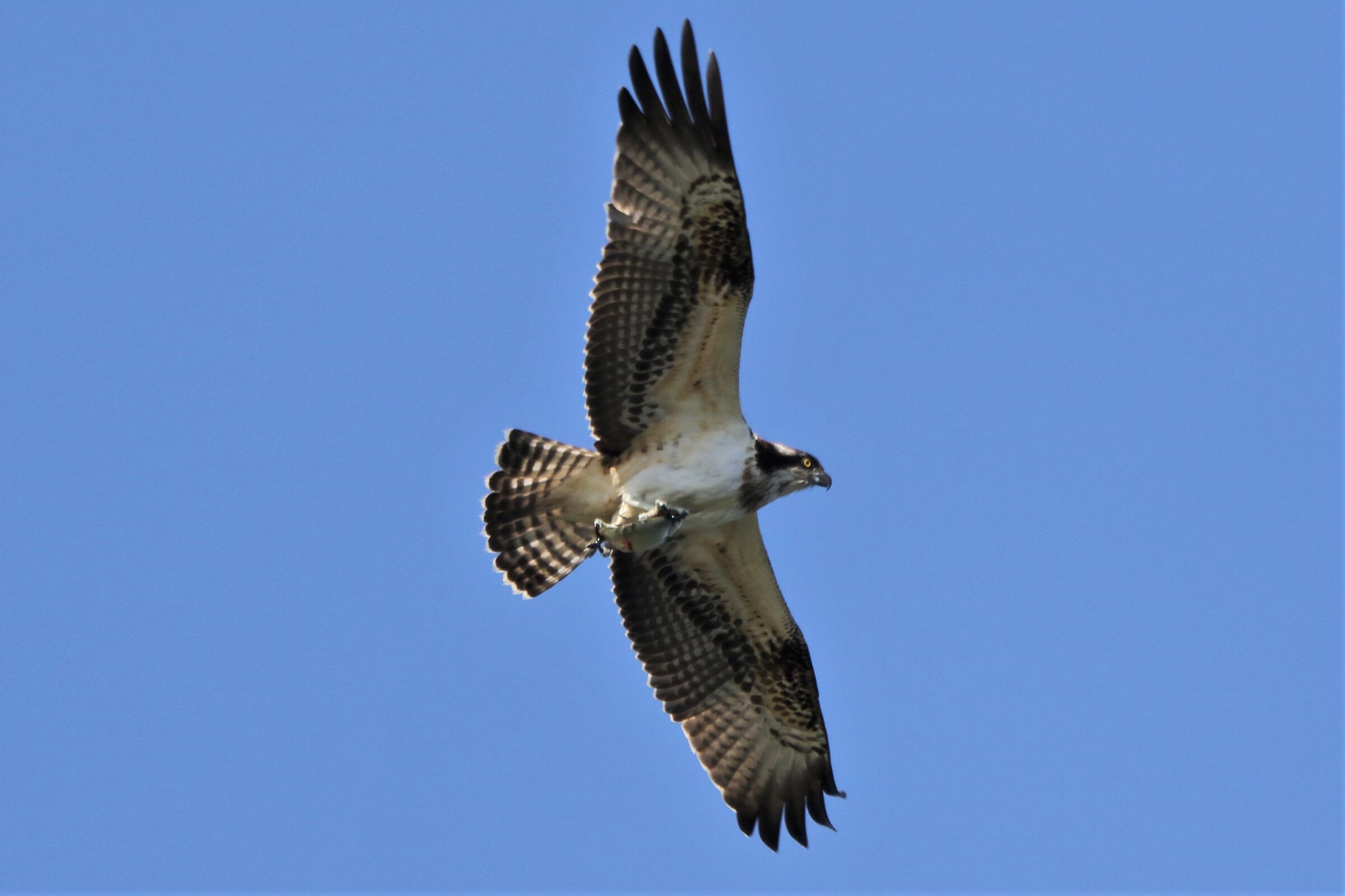 Osprey with prey 150