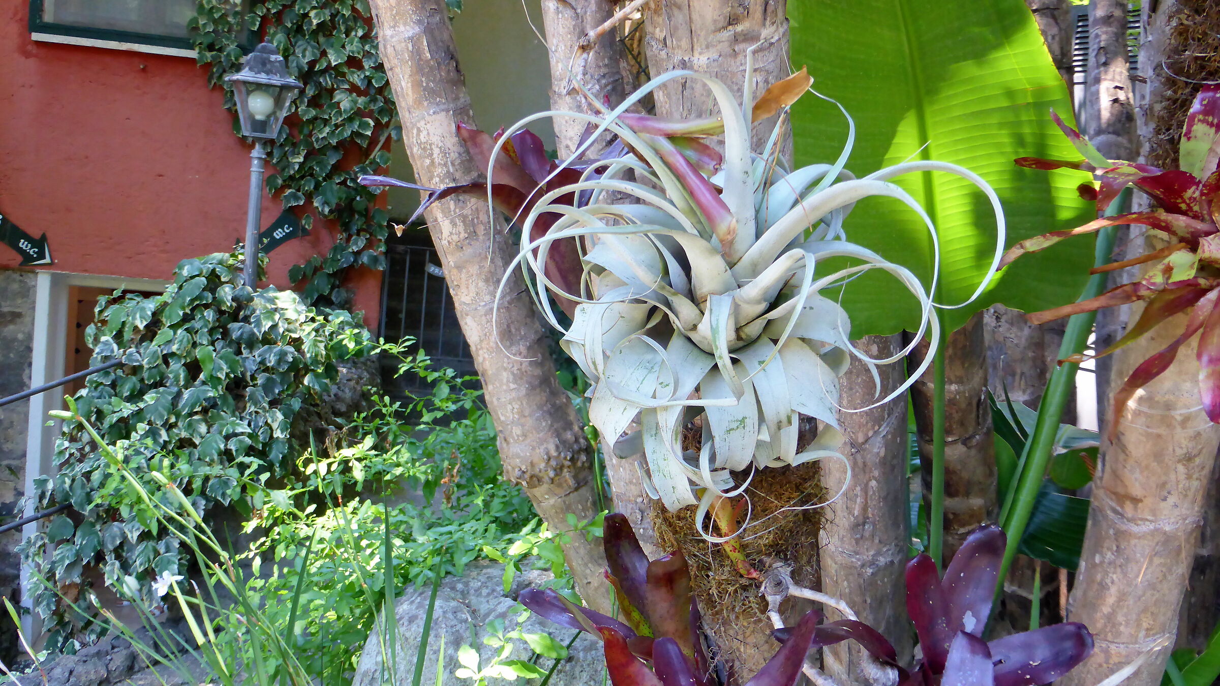 Ischia Forio, giardini della Mortella