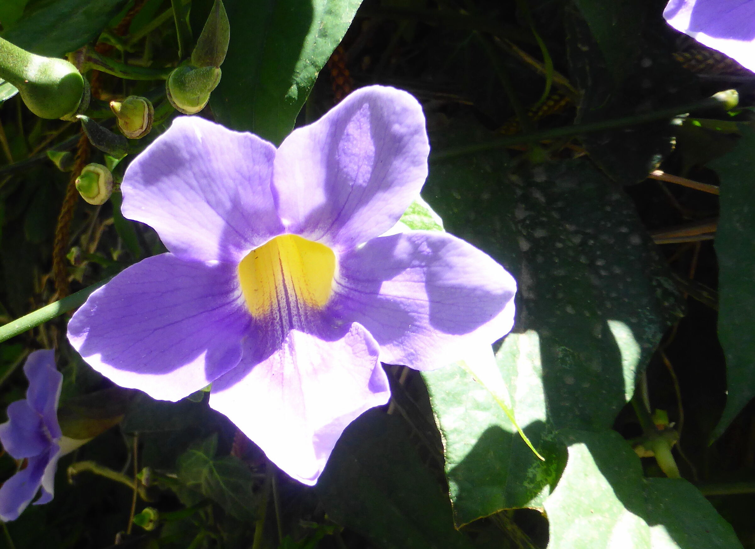 Ischia Forio, giardini della Mortella