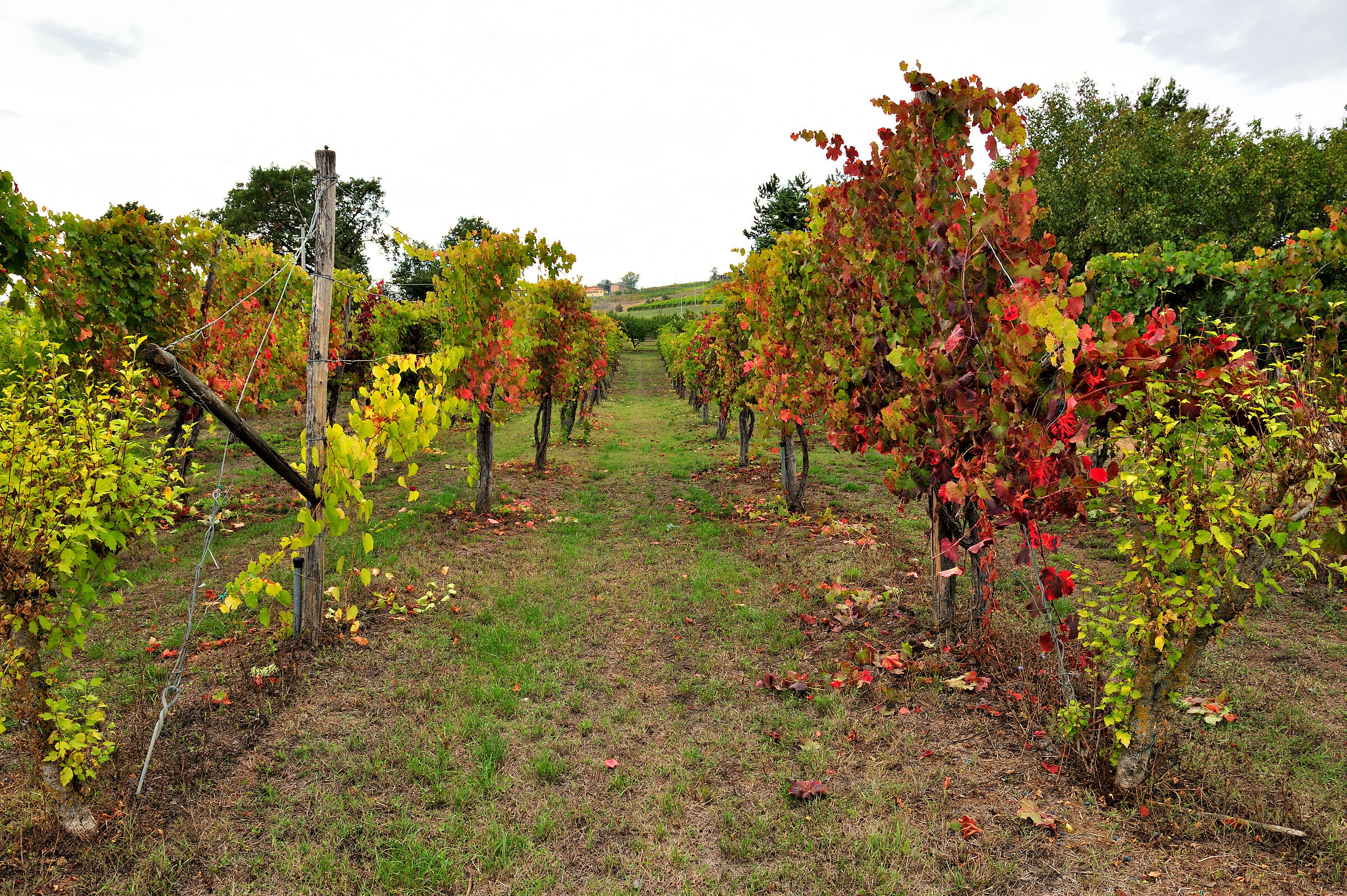Levizzano Rangone e i suoi vigneti in autunno