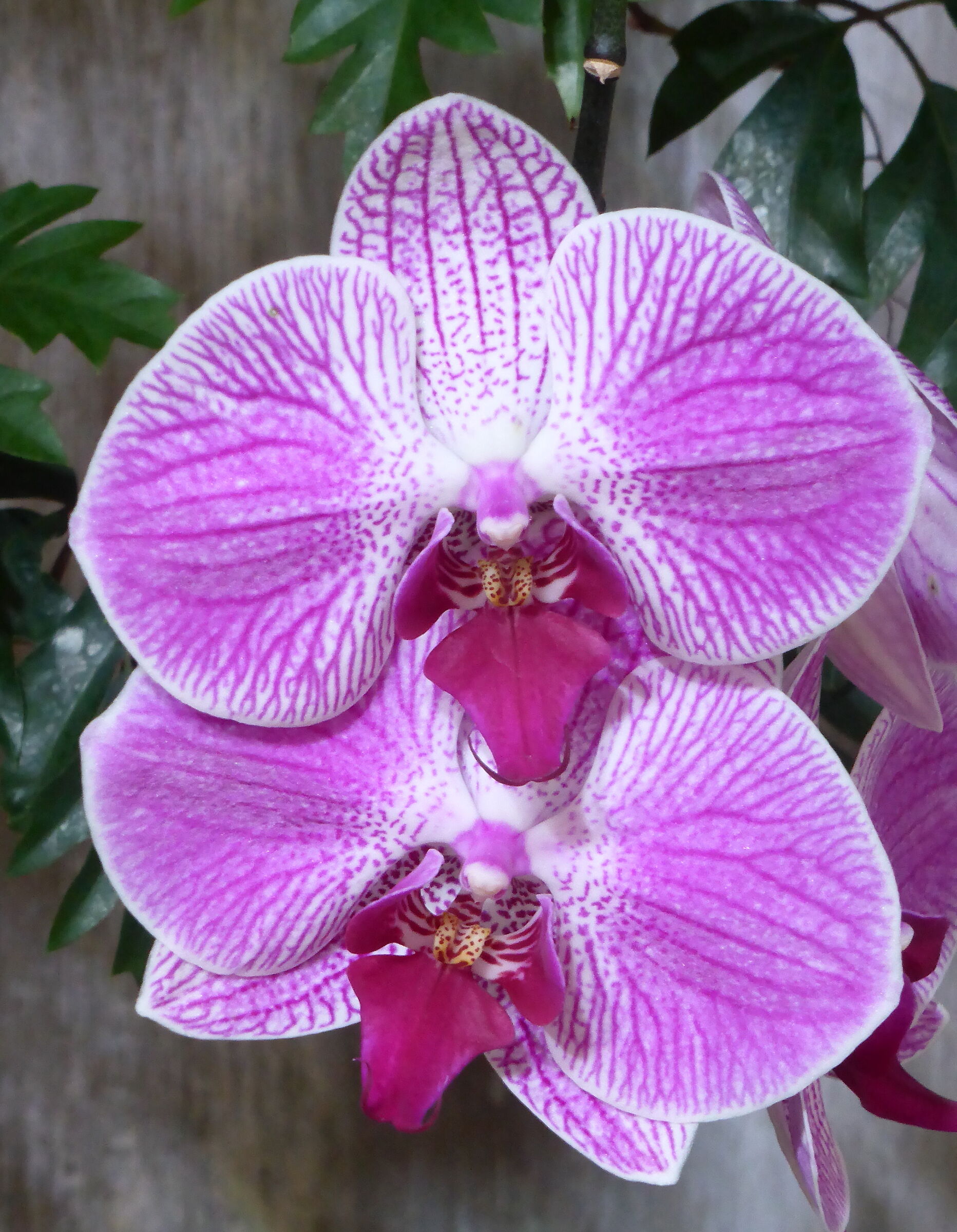 Ischia Forio, giardini della Mortella