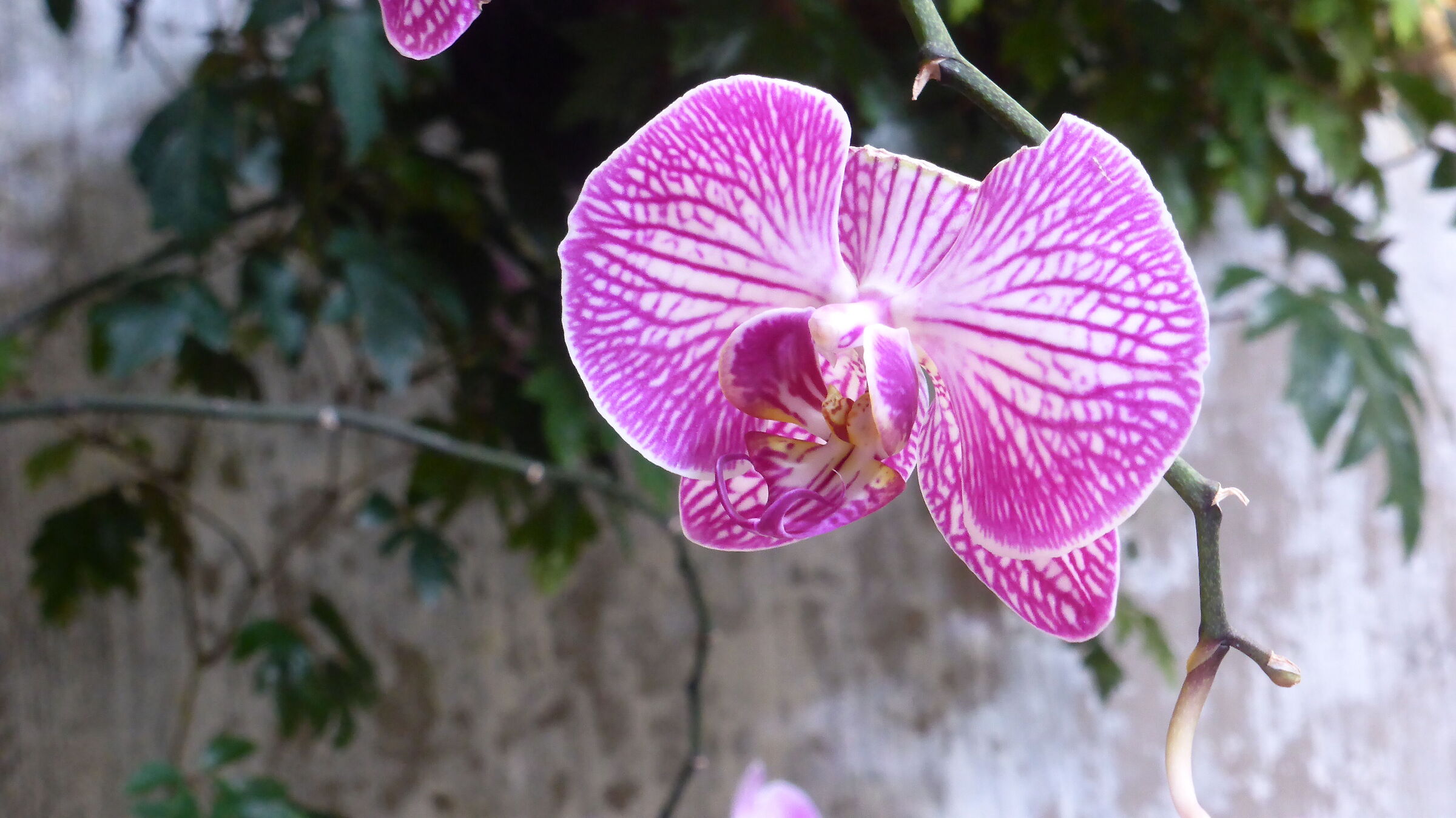 Ischia Forio, giardini della Mortella