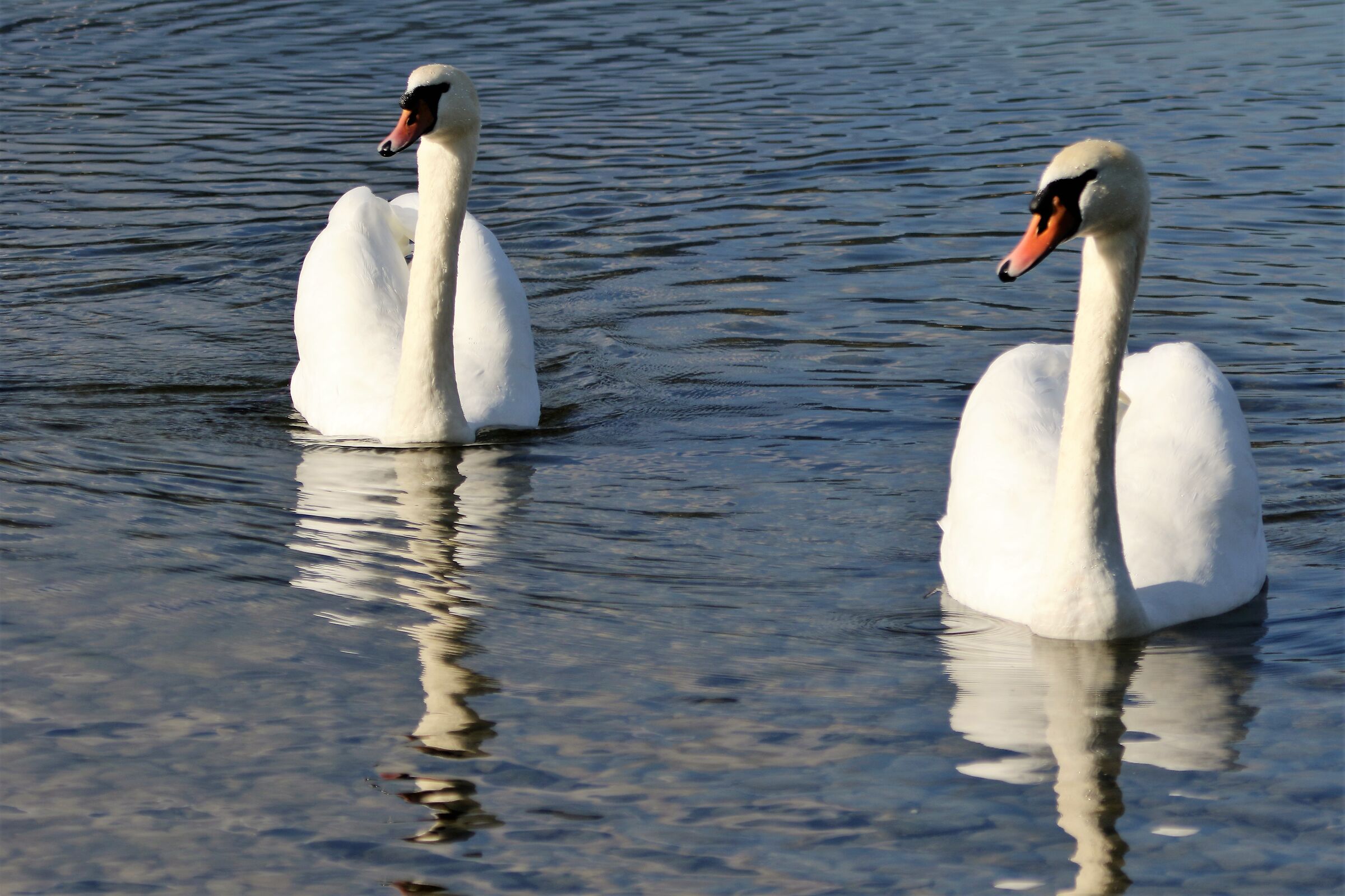pair of swans