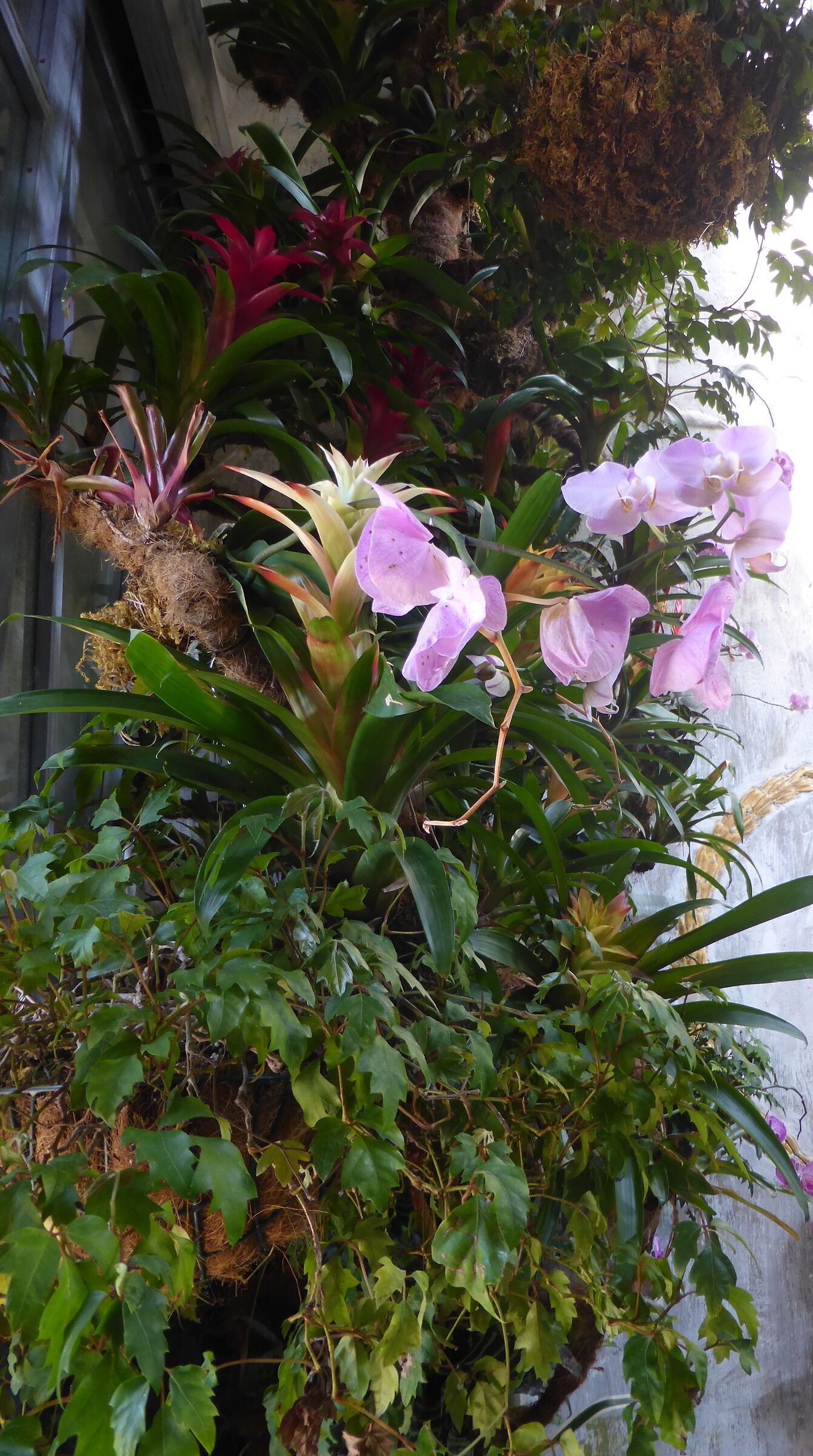 Ischia Forio, giardini della Mortella