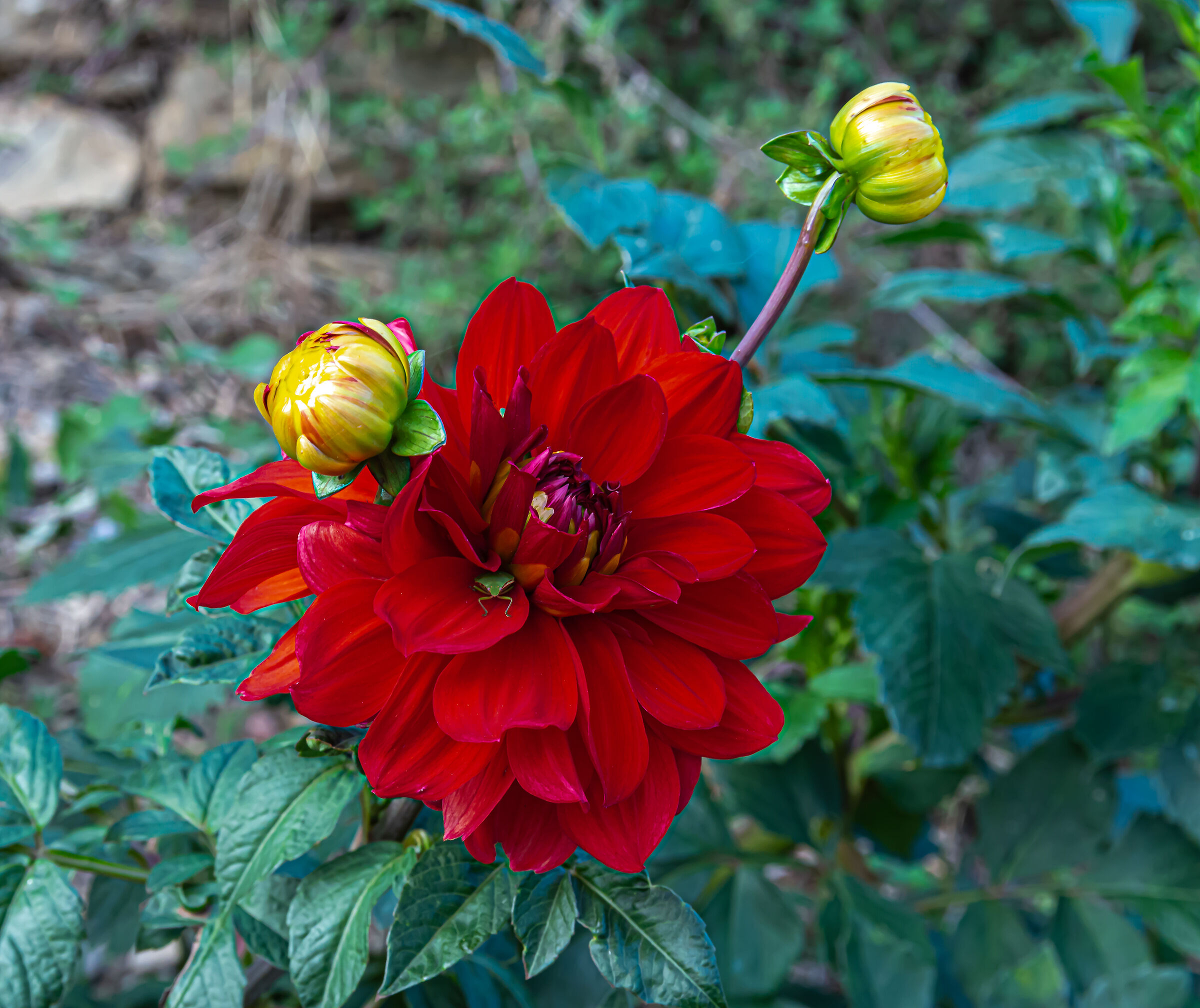 La Dalia e la cimice