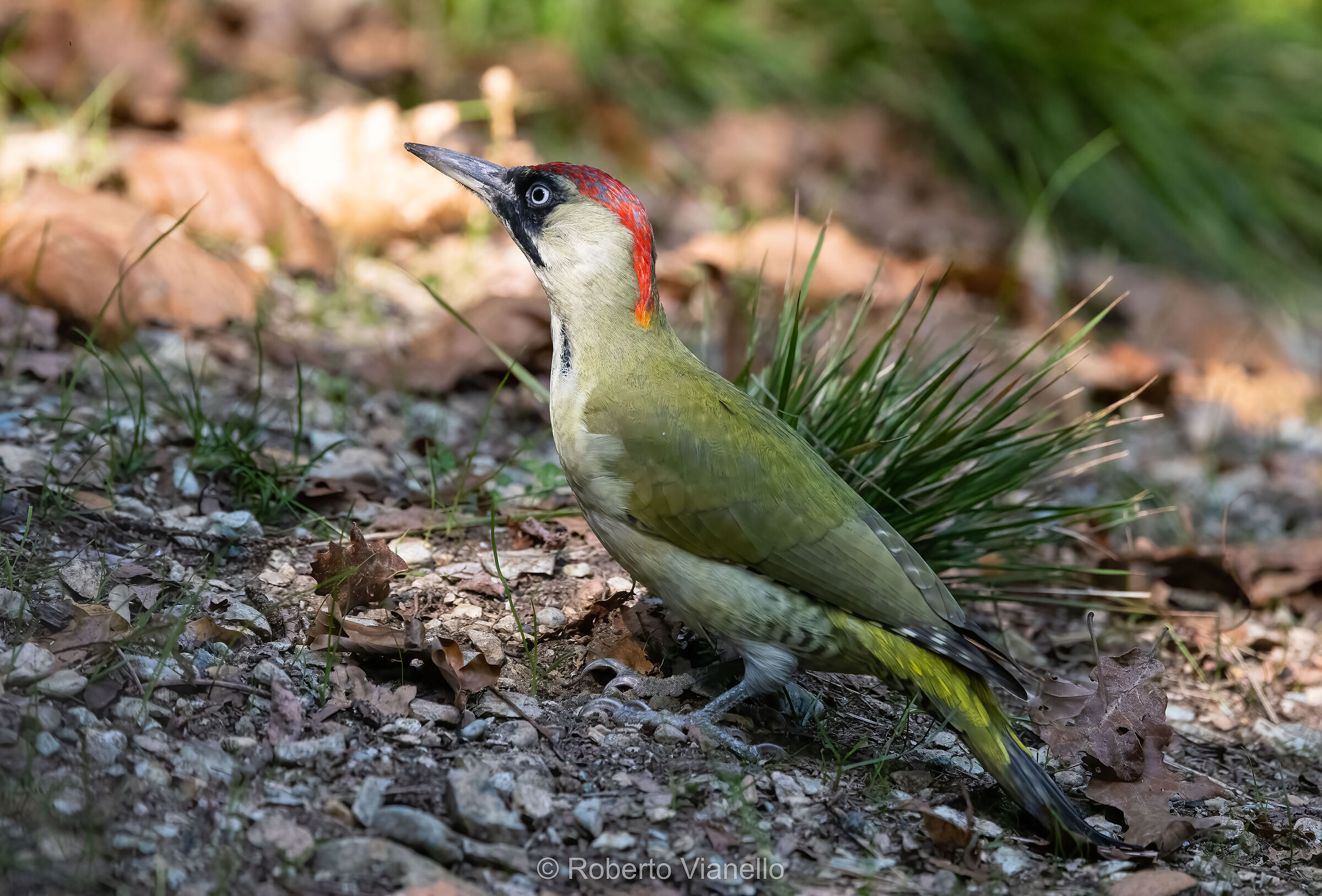 Picchio verde femmina (Picus viridis)
