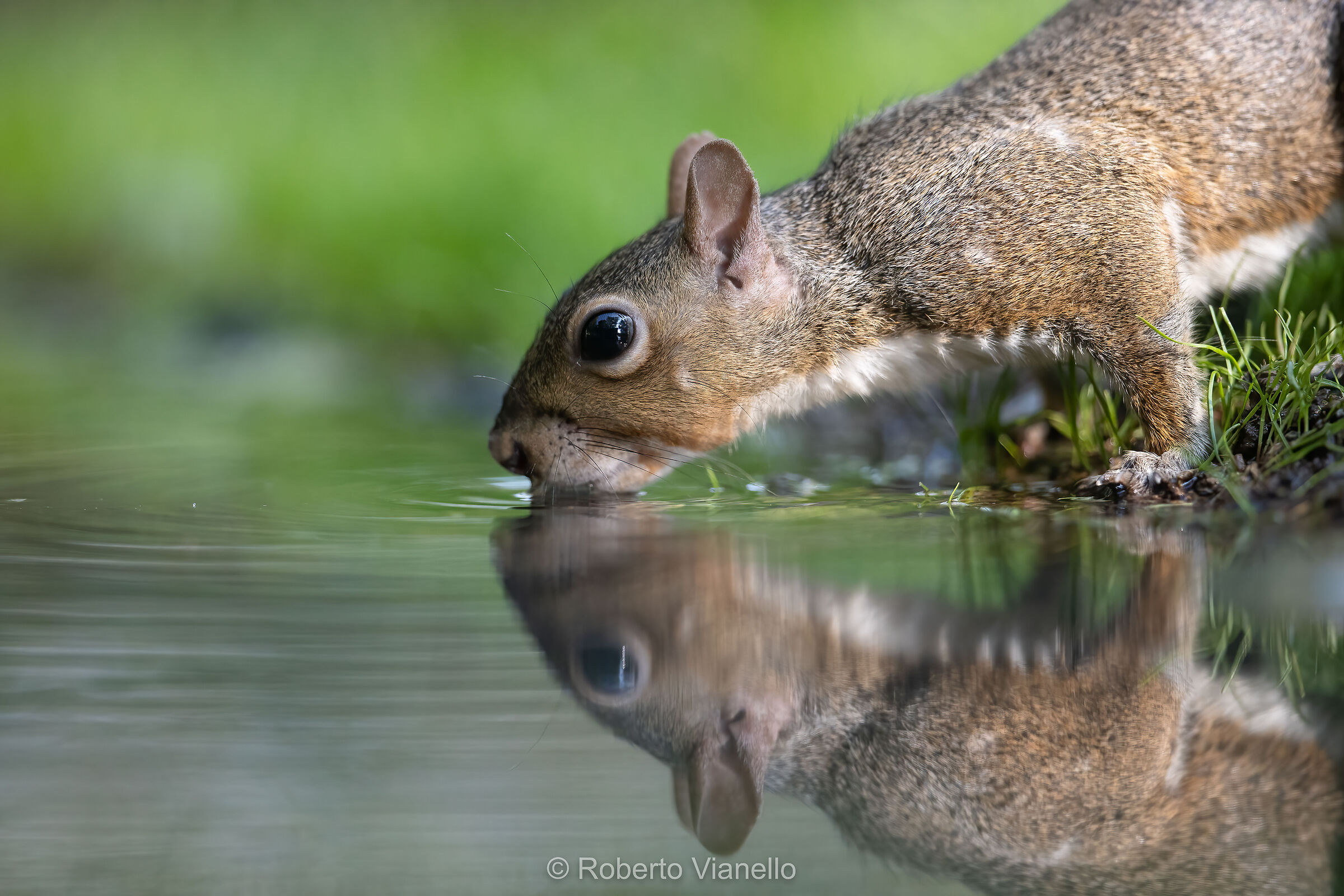 Scoiattolo grigio (Sciurus carolinensis)